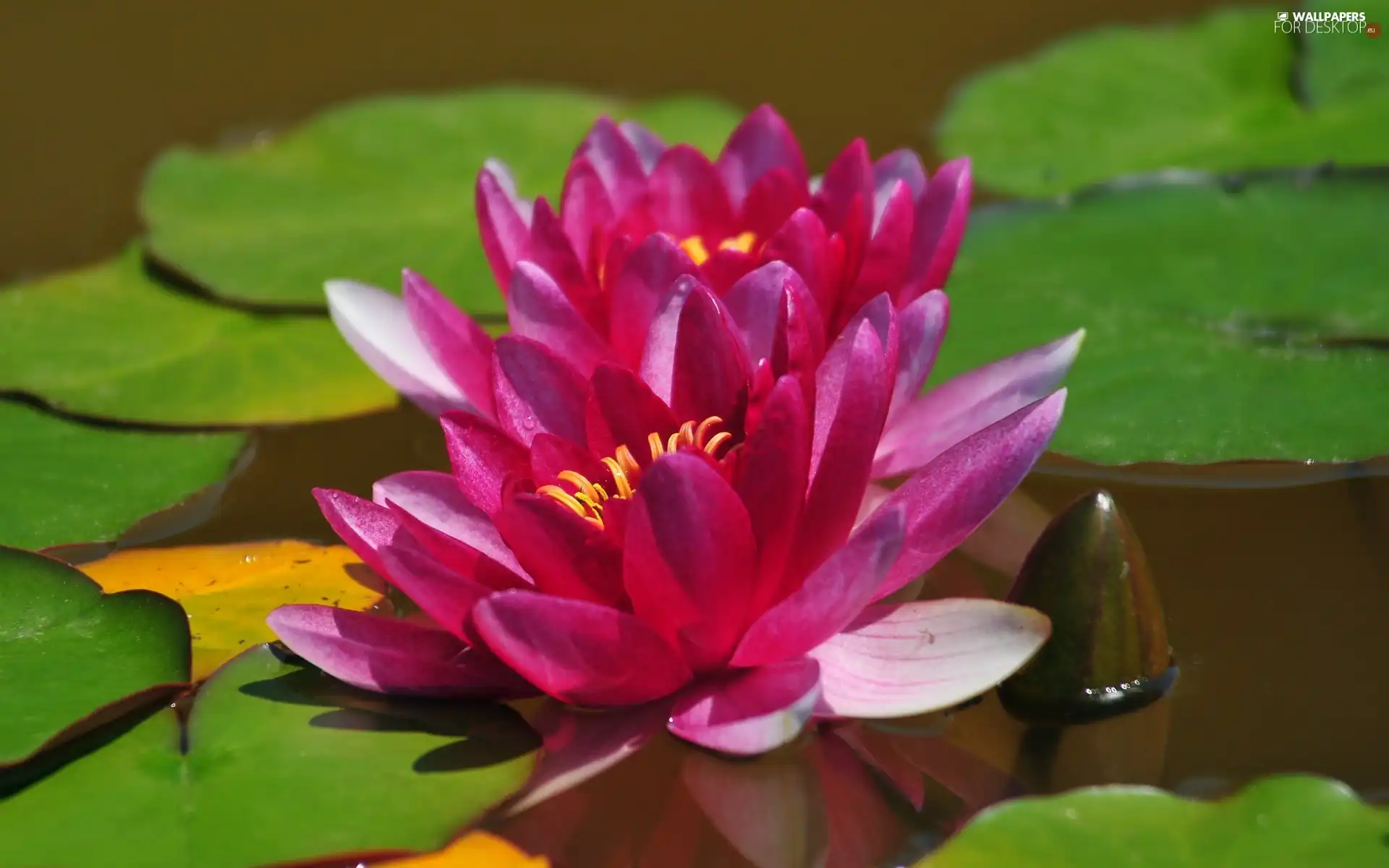 bud, Nenufary, Leaf