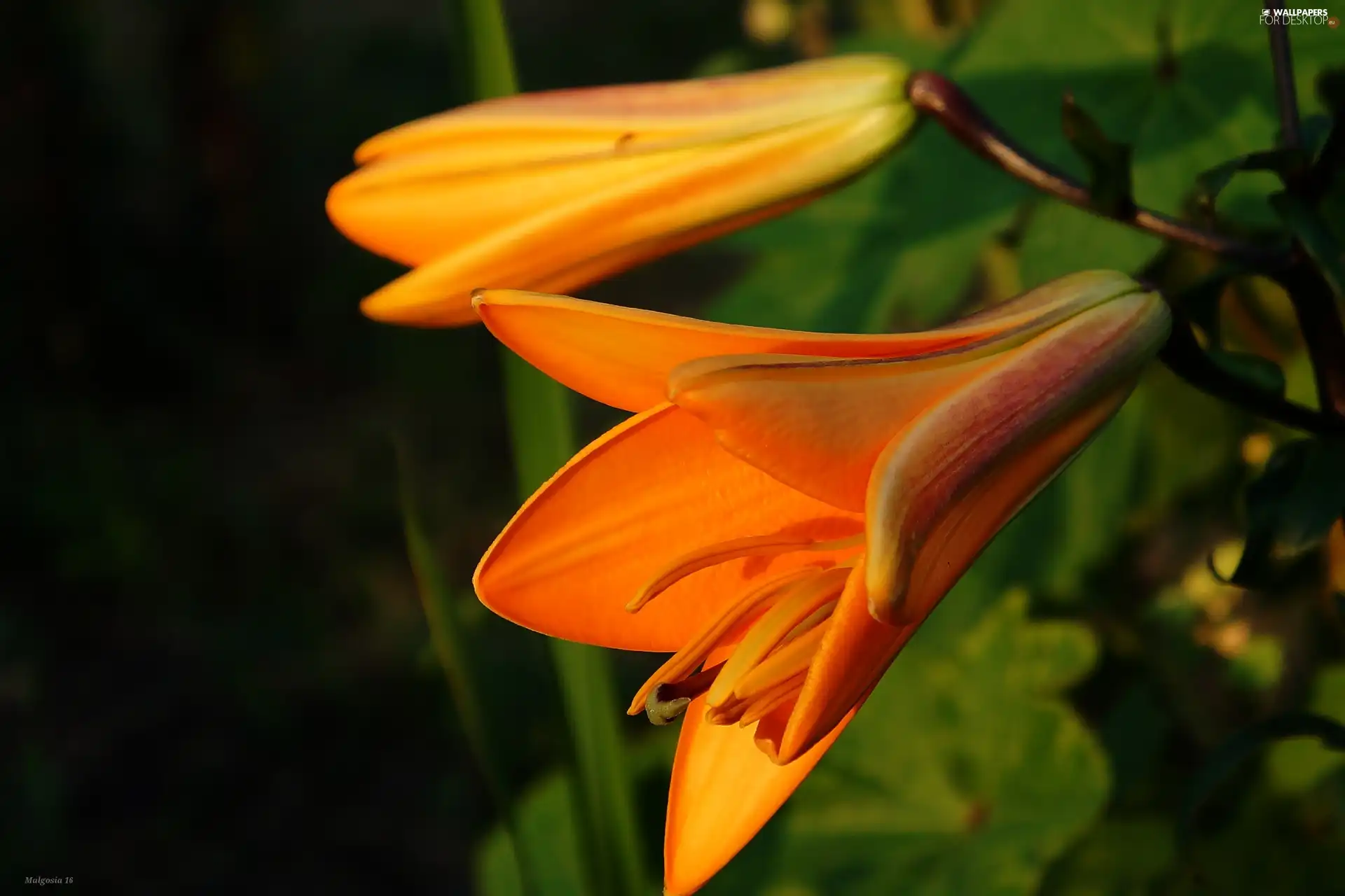 Orange, Lily, bud, Blooming