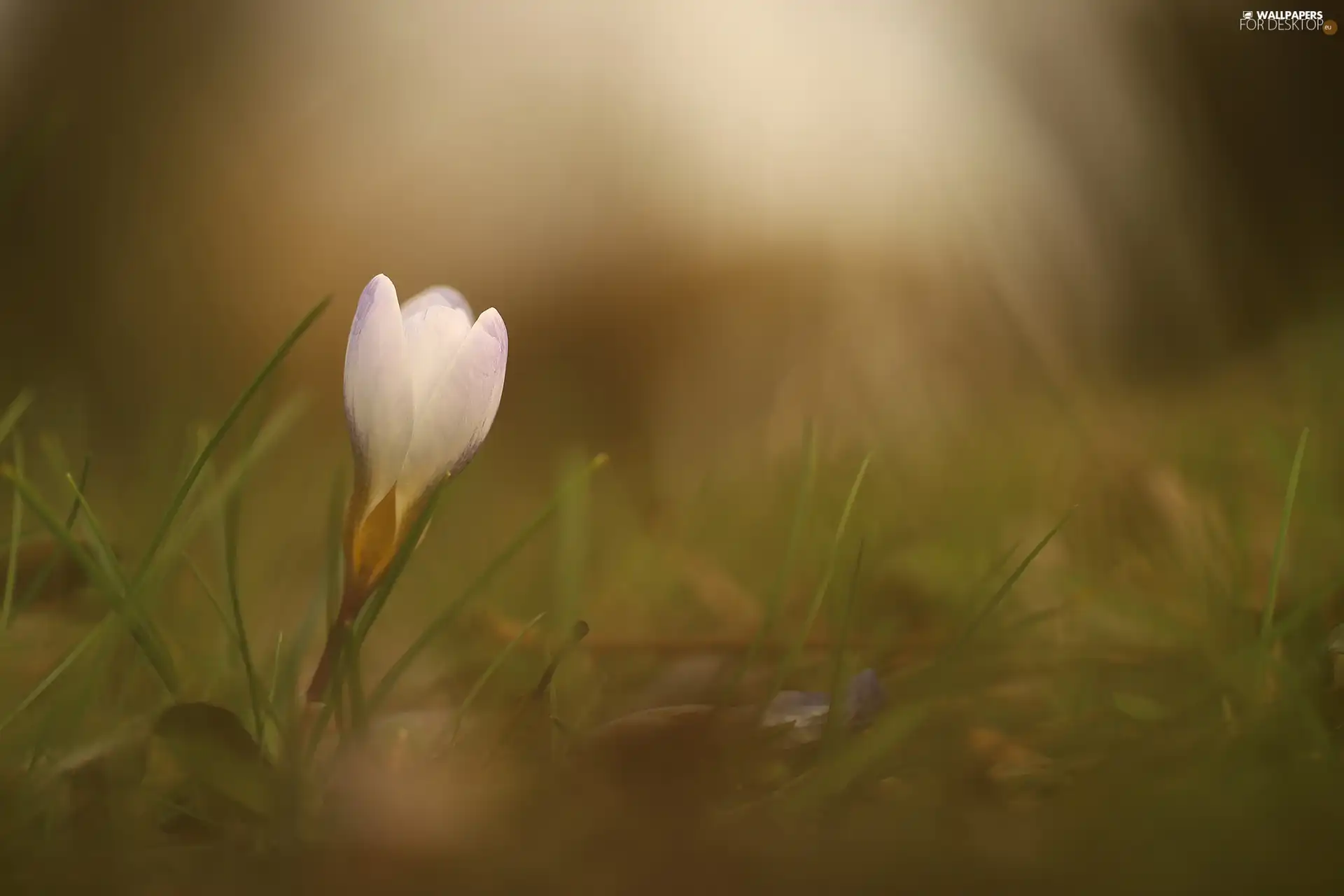 bud, crocus, White