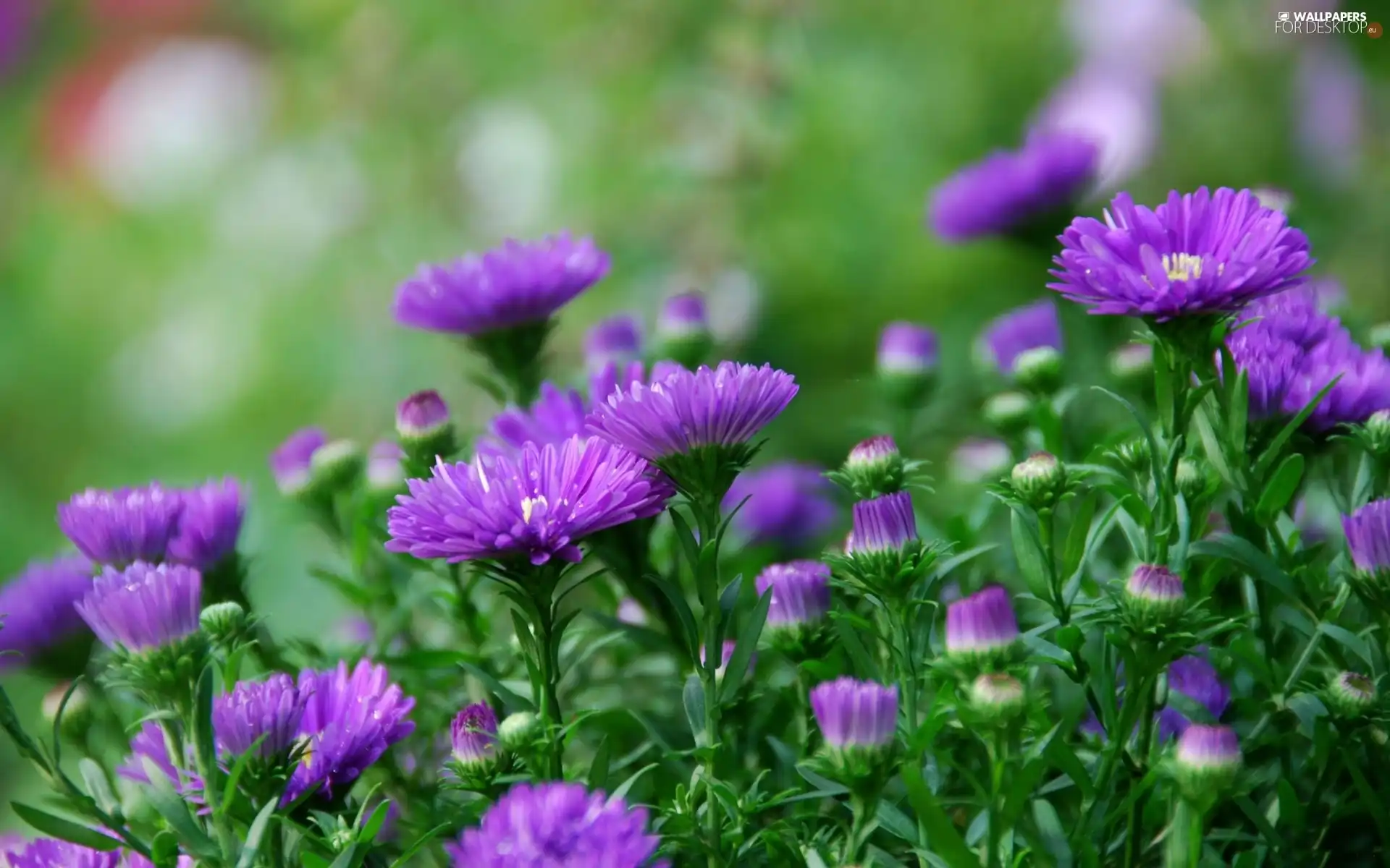 Buds, purple, Astra