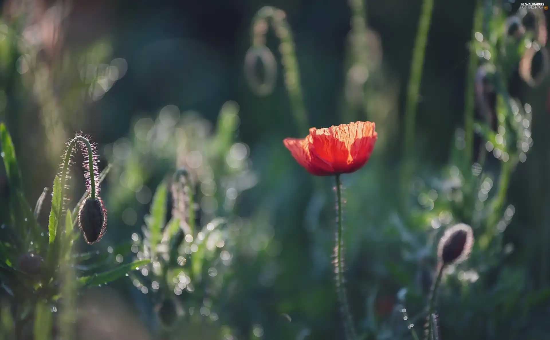 Flowers, Buds, blur, red weed