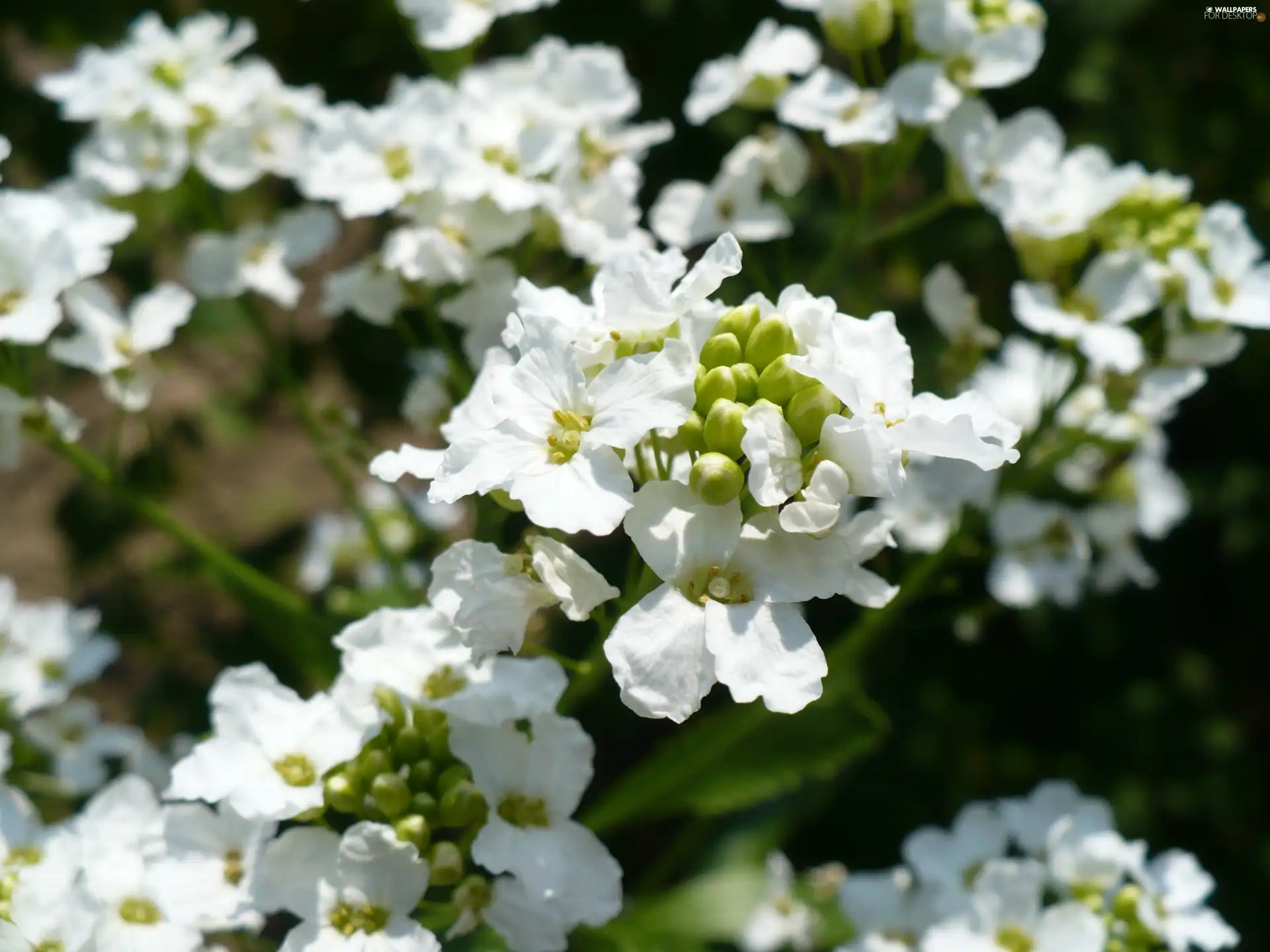 Buds, White, Flowers