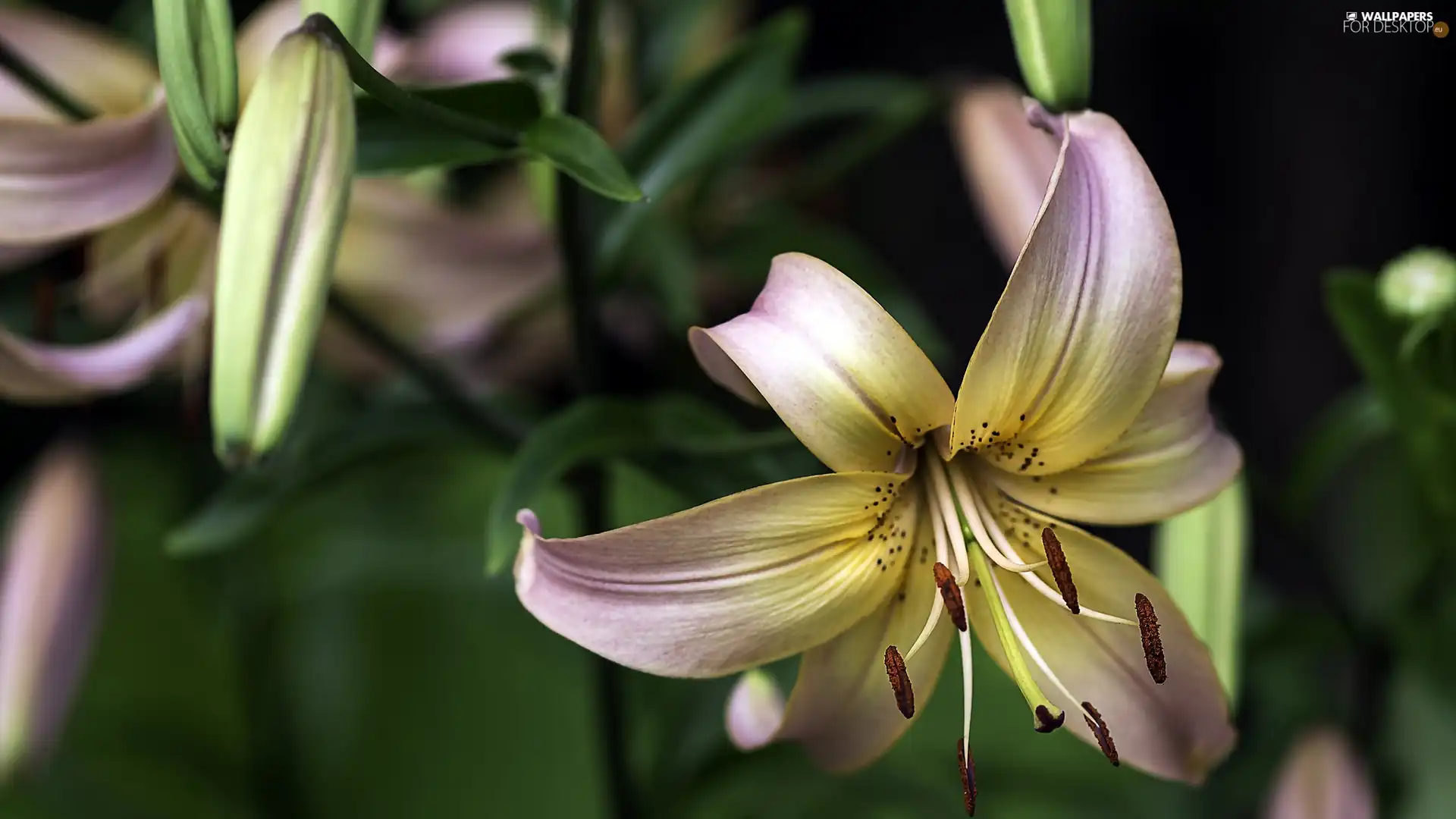 Buds, Flowers, Lily