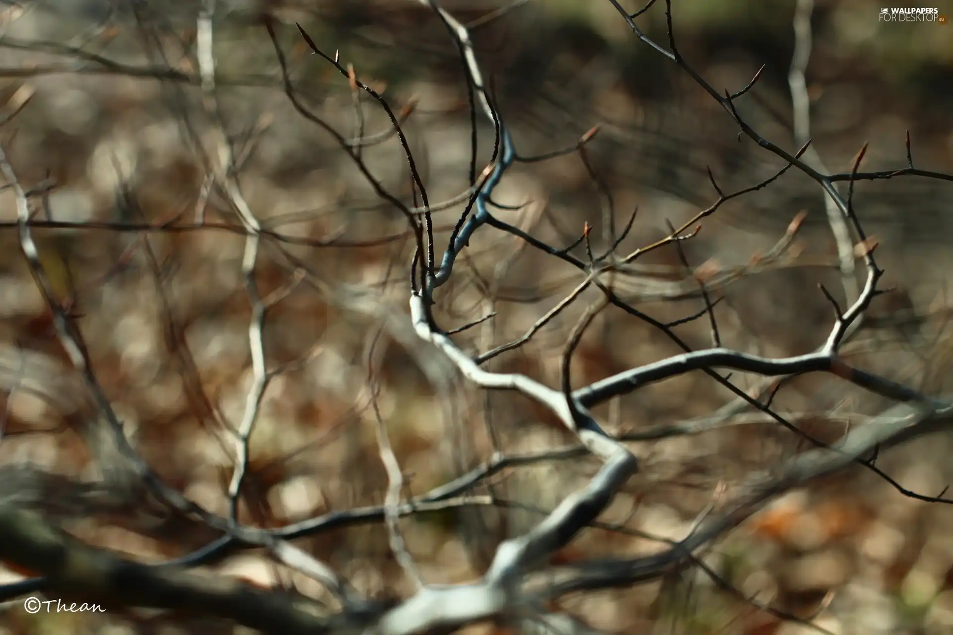 Twigs, Buds