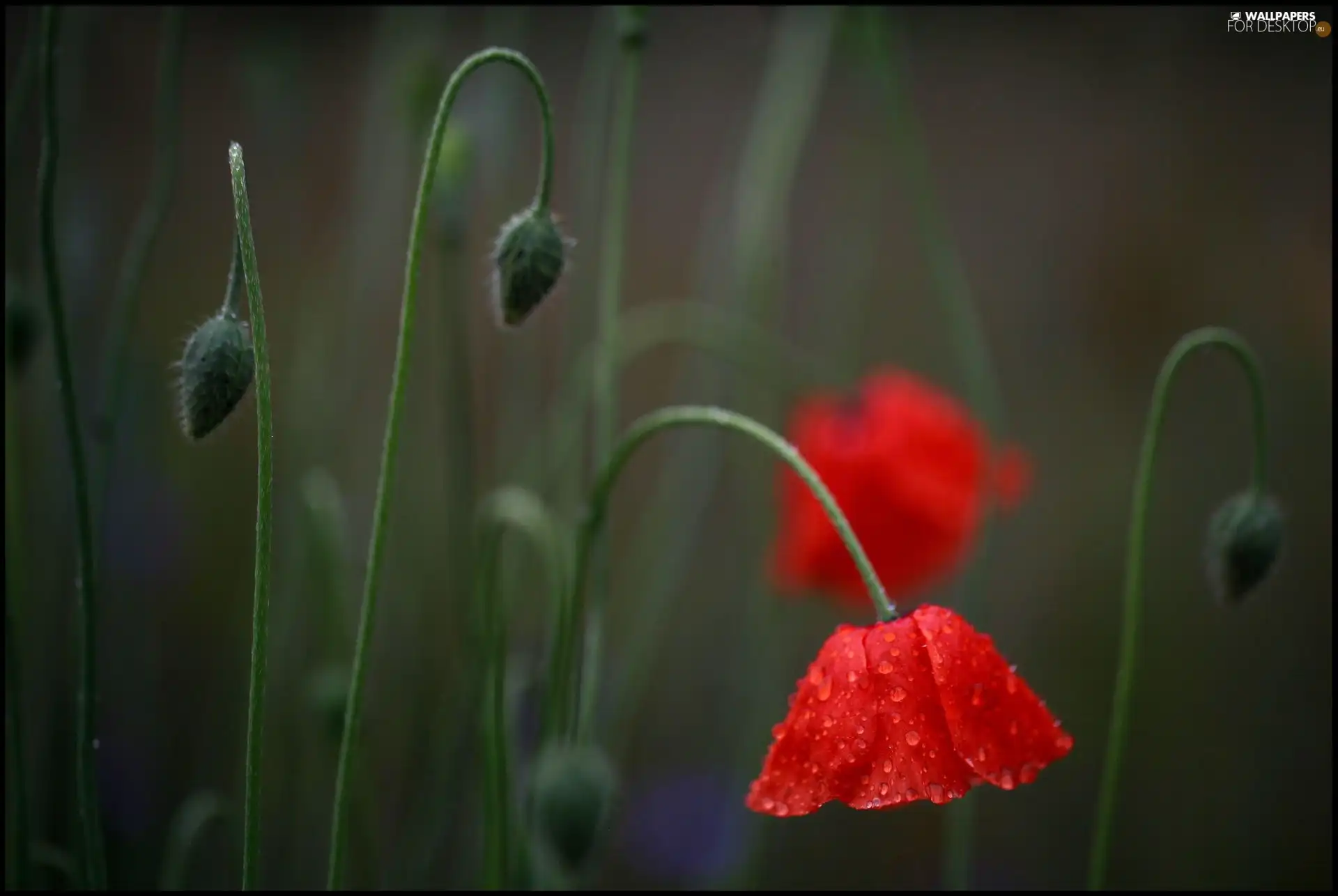 red weed, stems, Buds, Flowers