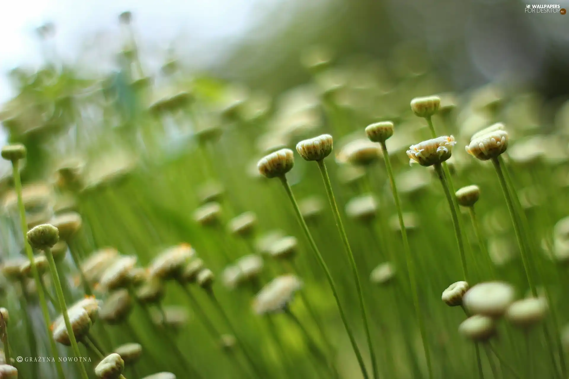 Buds, Flowers, White