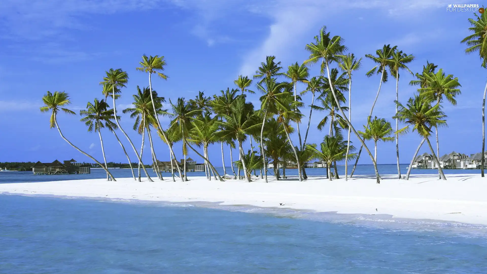 buildings, water, Palms