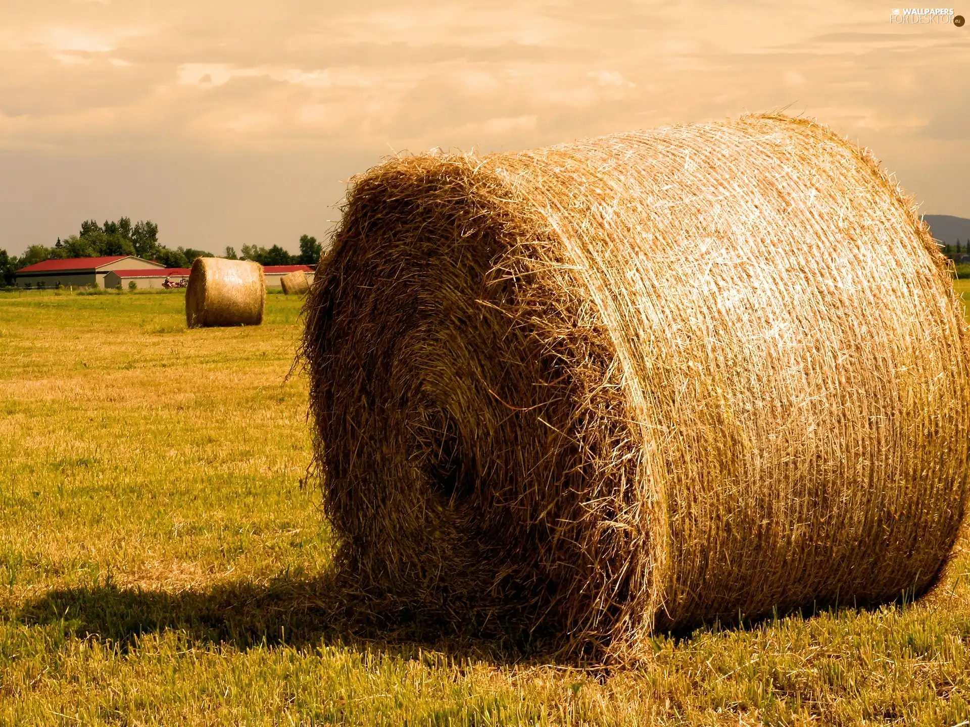 bunch, country, Hay