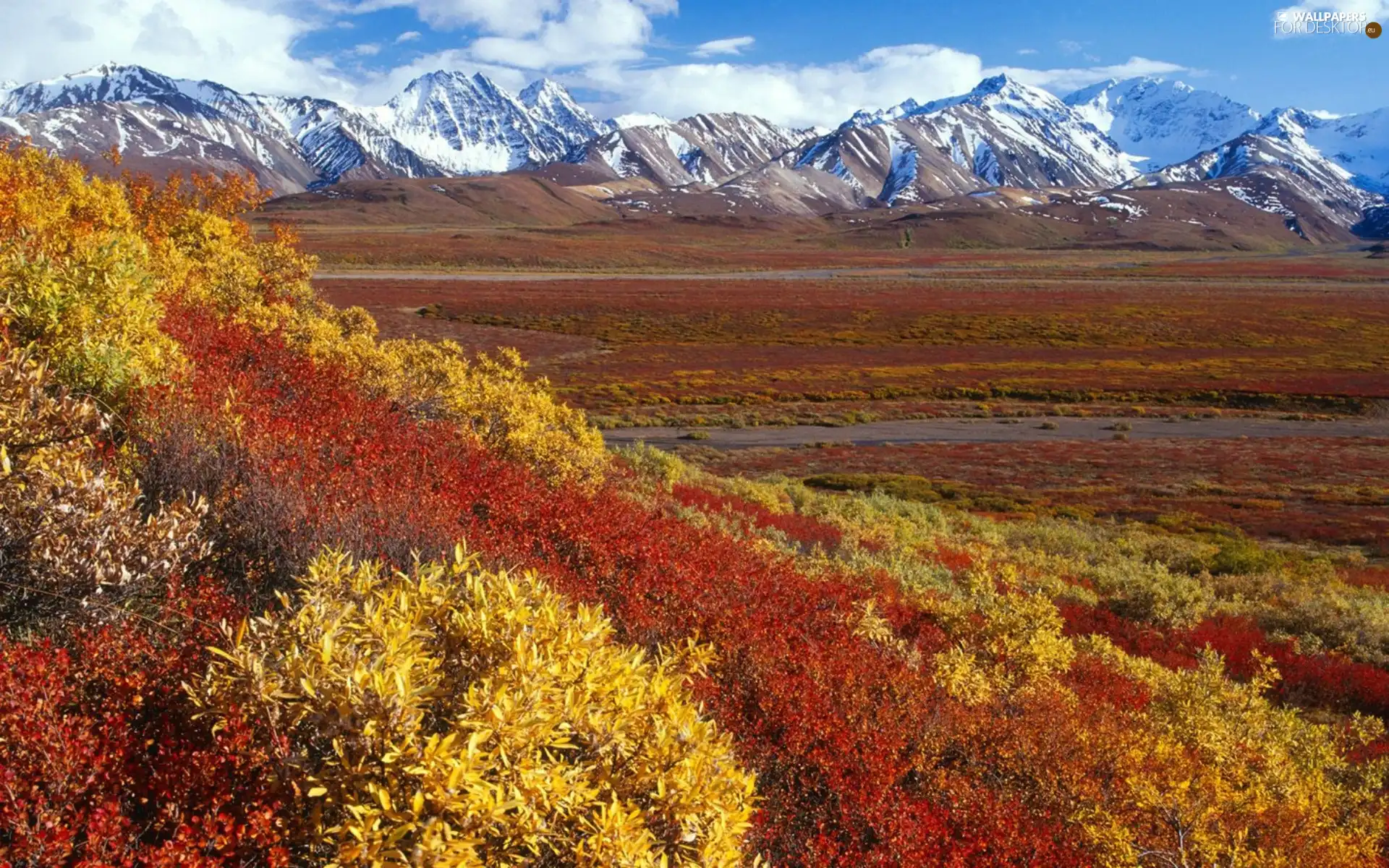 Bush, Mountains, autumn