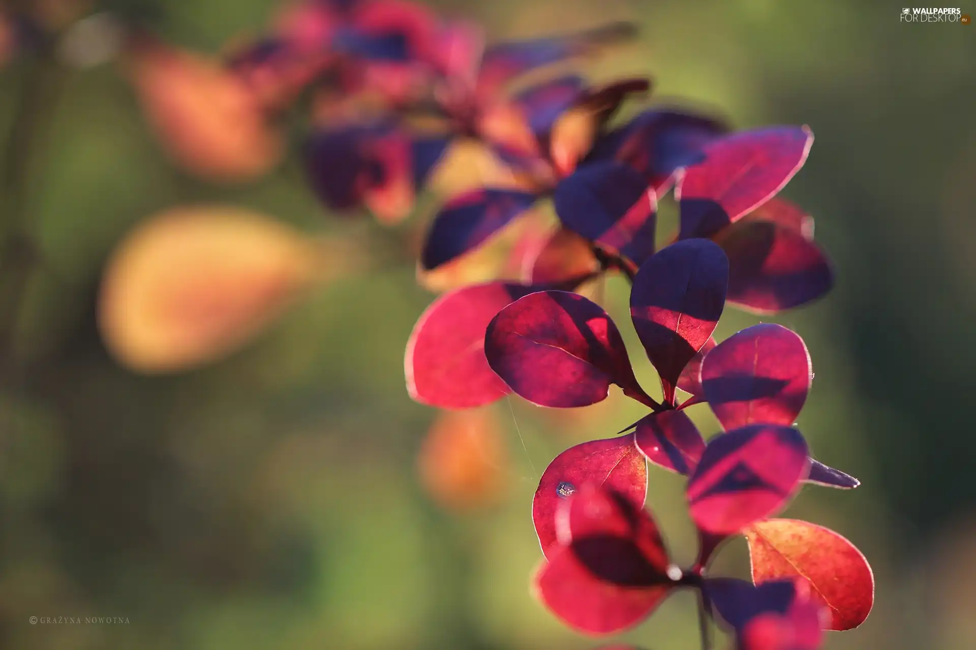 barberry, Leaf, Bush, Red