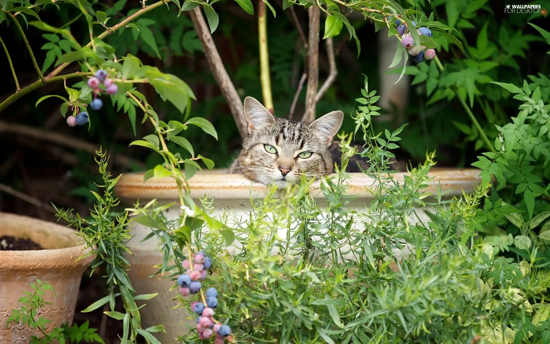 cat, Park, Bush, bowl