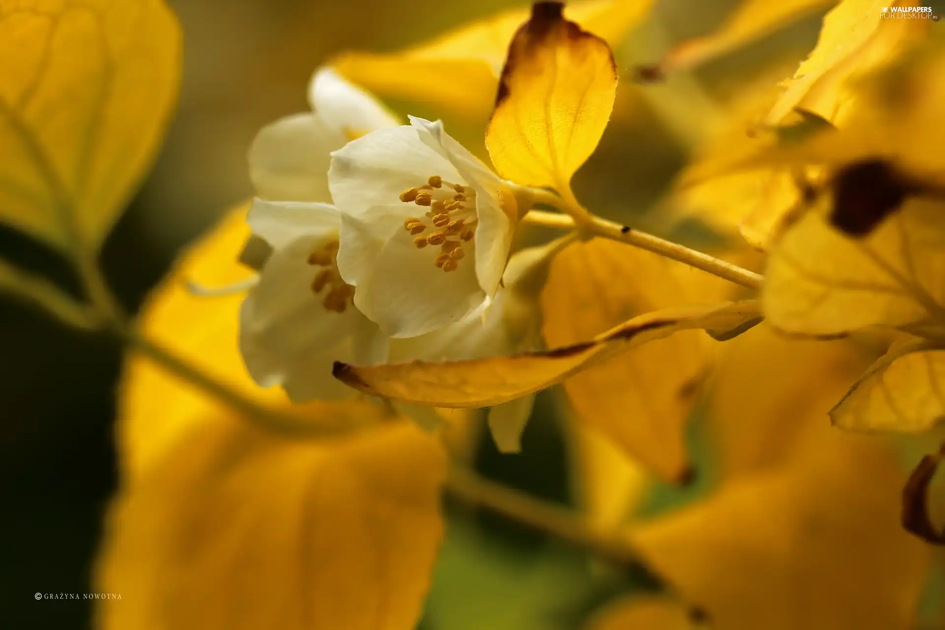 Philadelphus Coronarius, Flowers, Bush, White