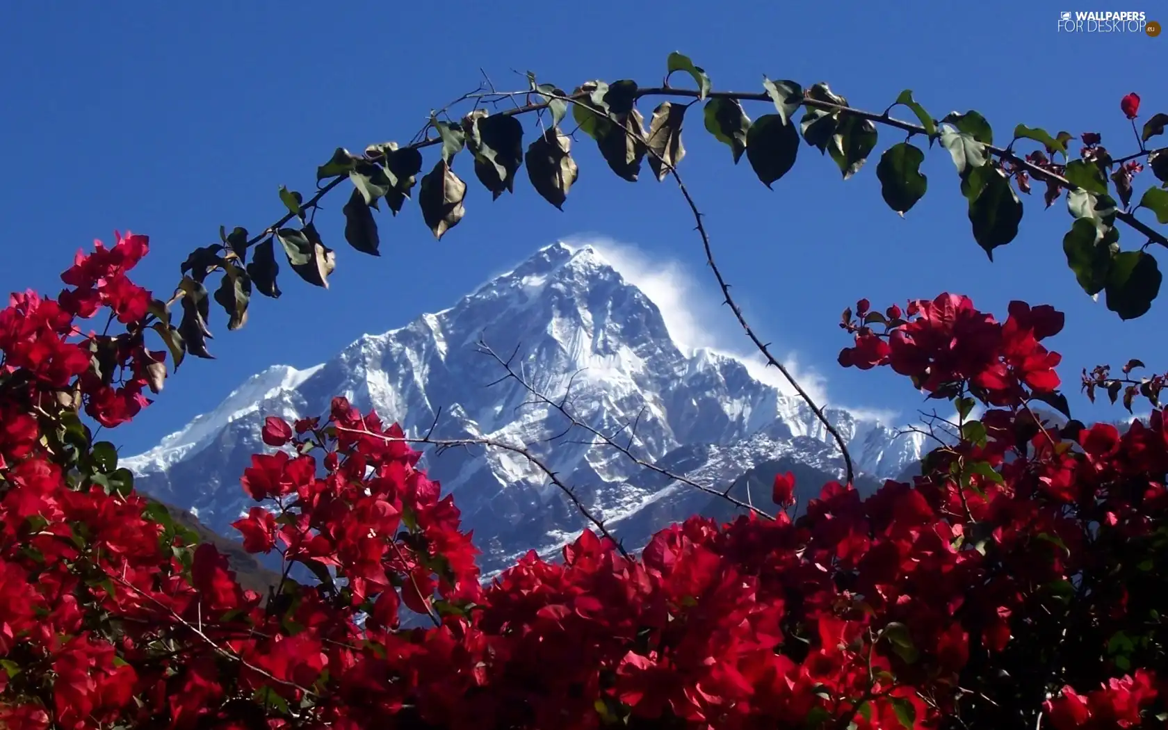 Bush, Mountains, flourishing