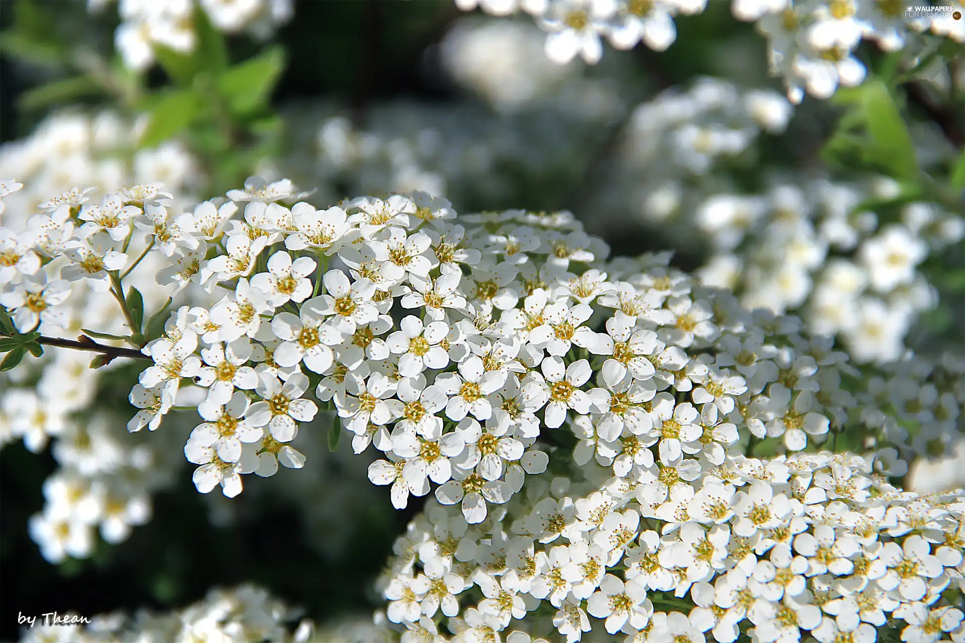 Bush, White, flowers