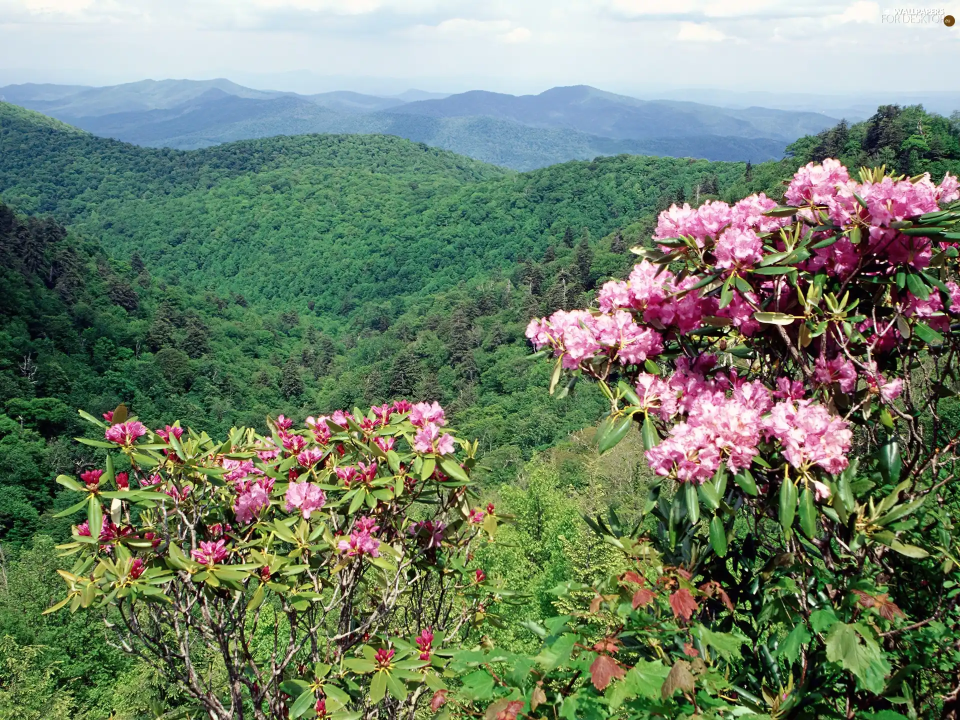 forested, flourishing, rhododendron, Mountains