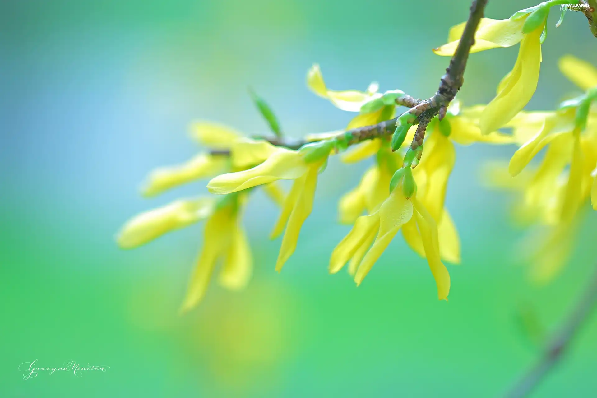 forsythia, Flowers, Bush, Yellow