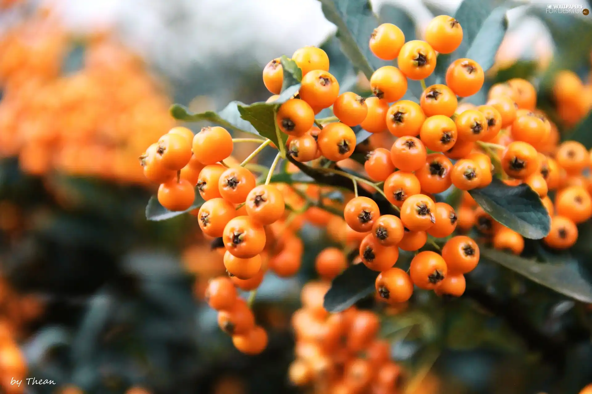 Bush, Orange, Fruits