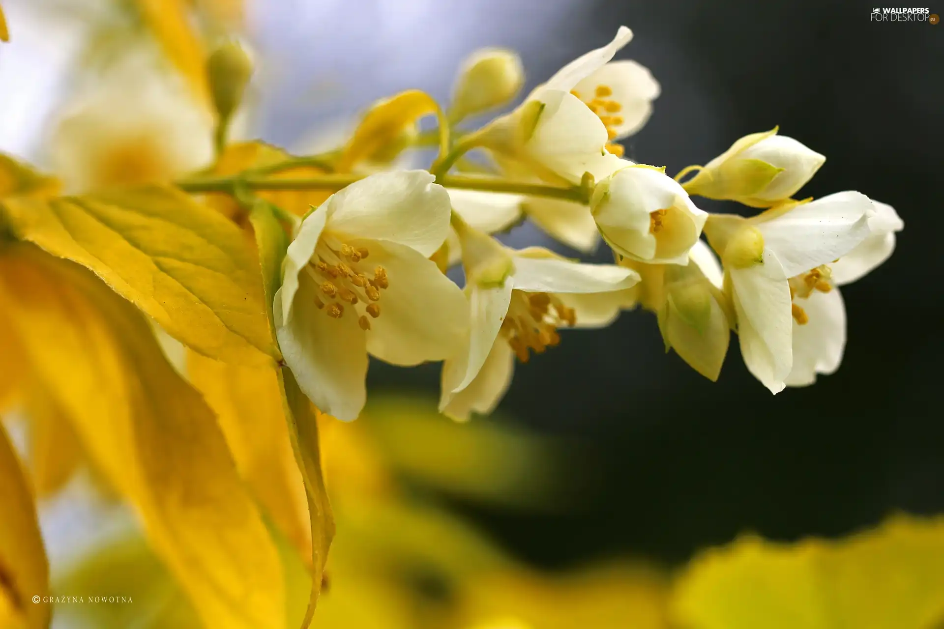 jasmine, Flowers, Bush, White