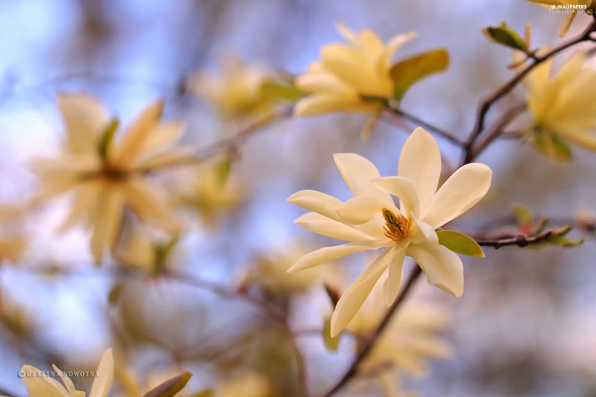 Magnolia, Flowers, Bush, White