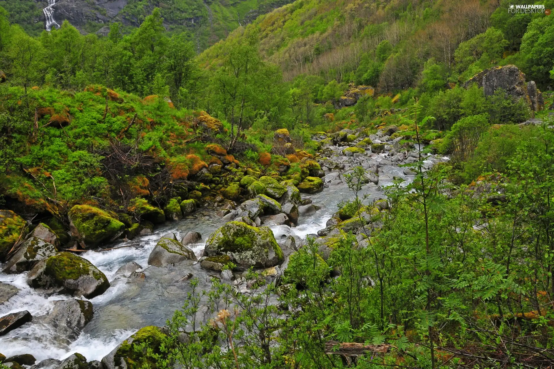 Mountain, Stones, Bush, brook