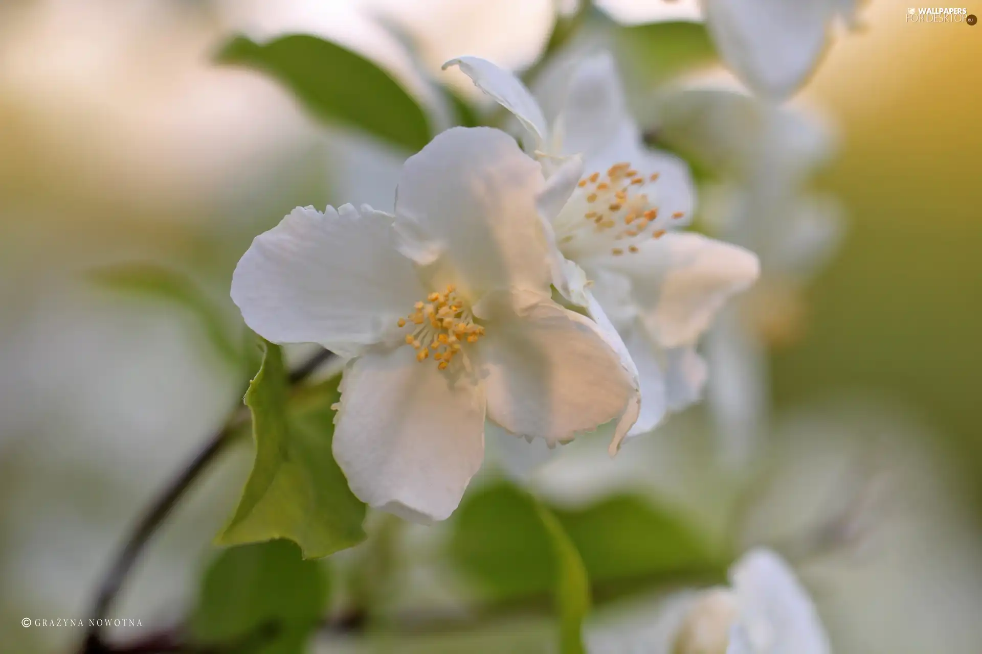 Mock Orange, Flowers, Bush, White