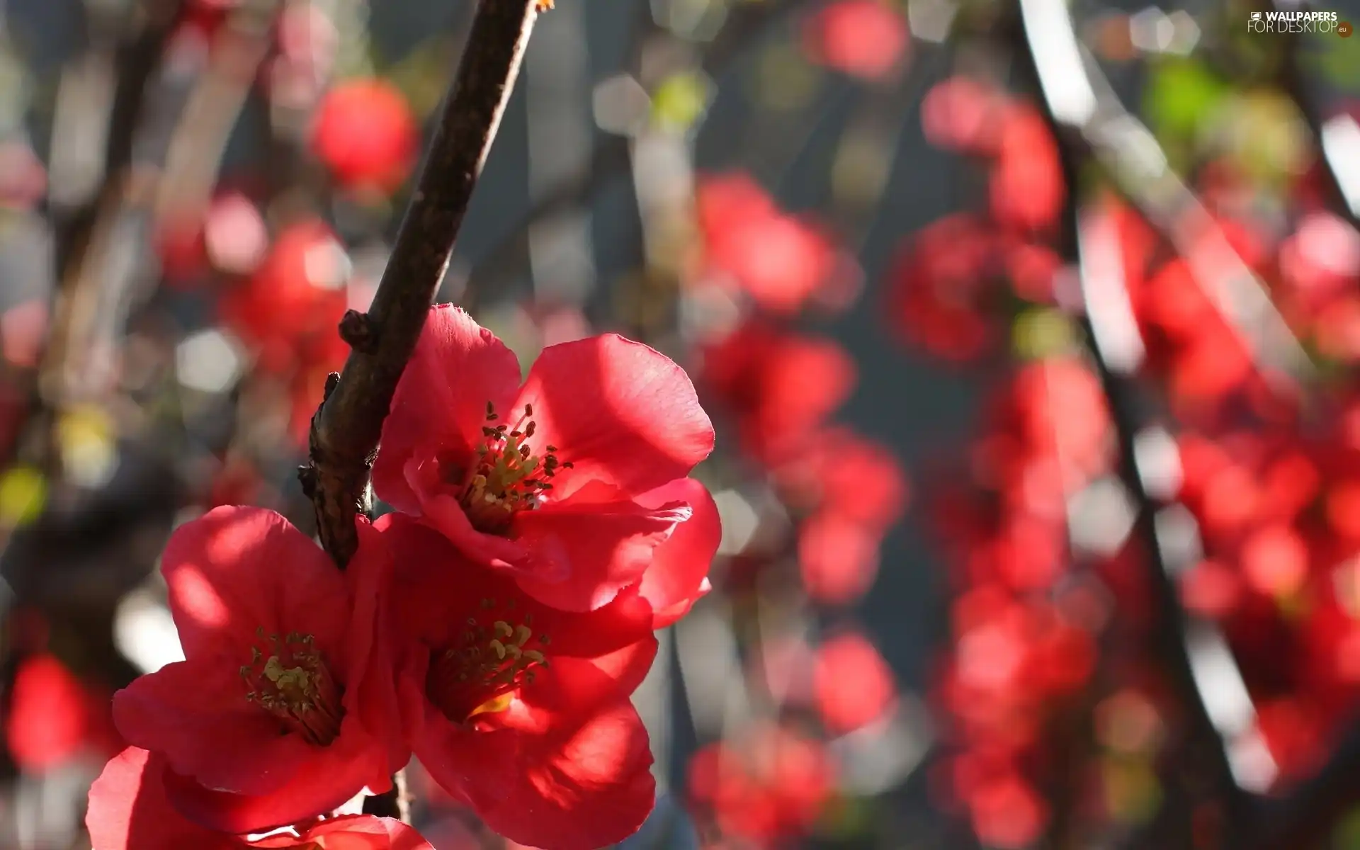 Japanese Quince, Flowers, Bush, Red