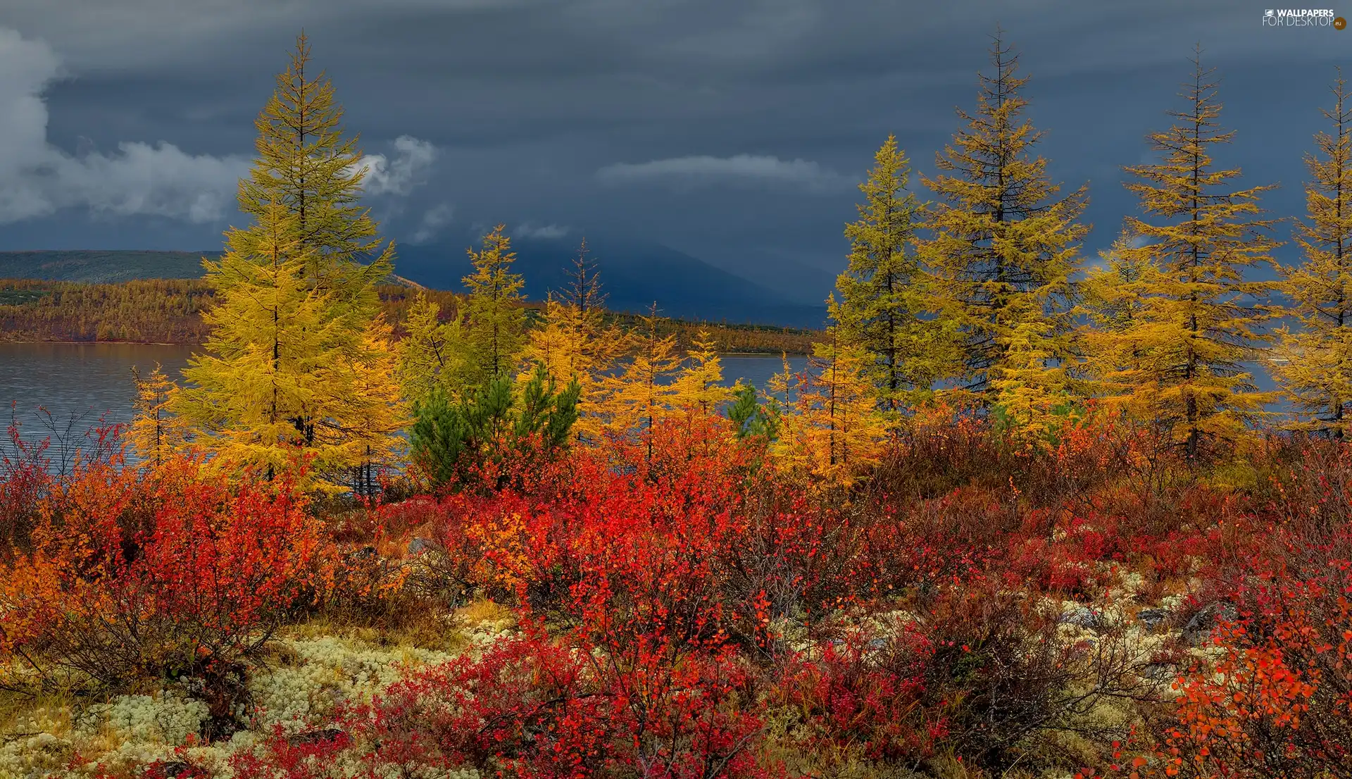 trees, autumn, Red, Bush, viewes, River