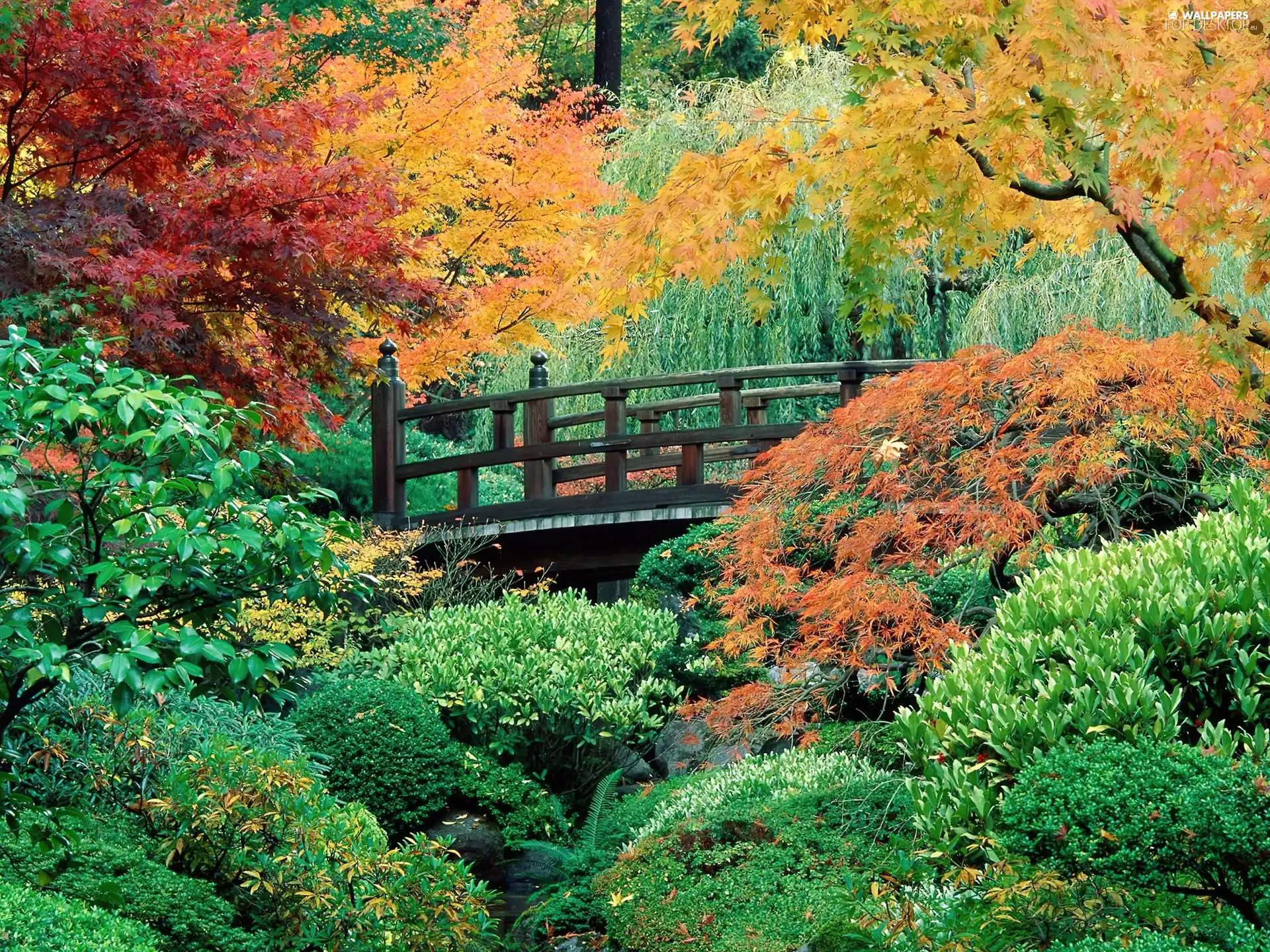 Bush, Garden, viewes, bridges, trees, green ones