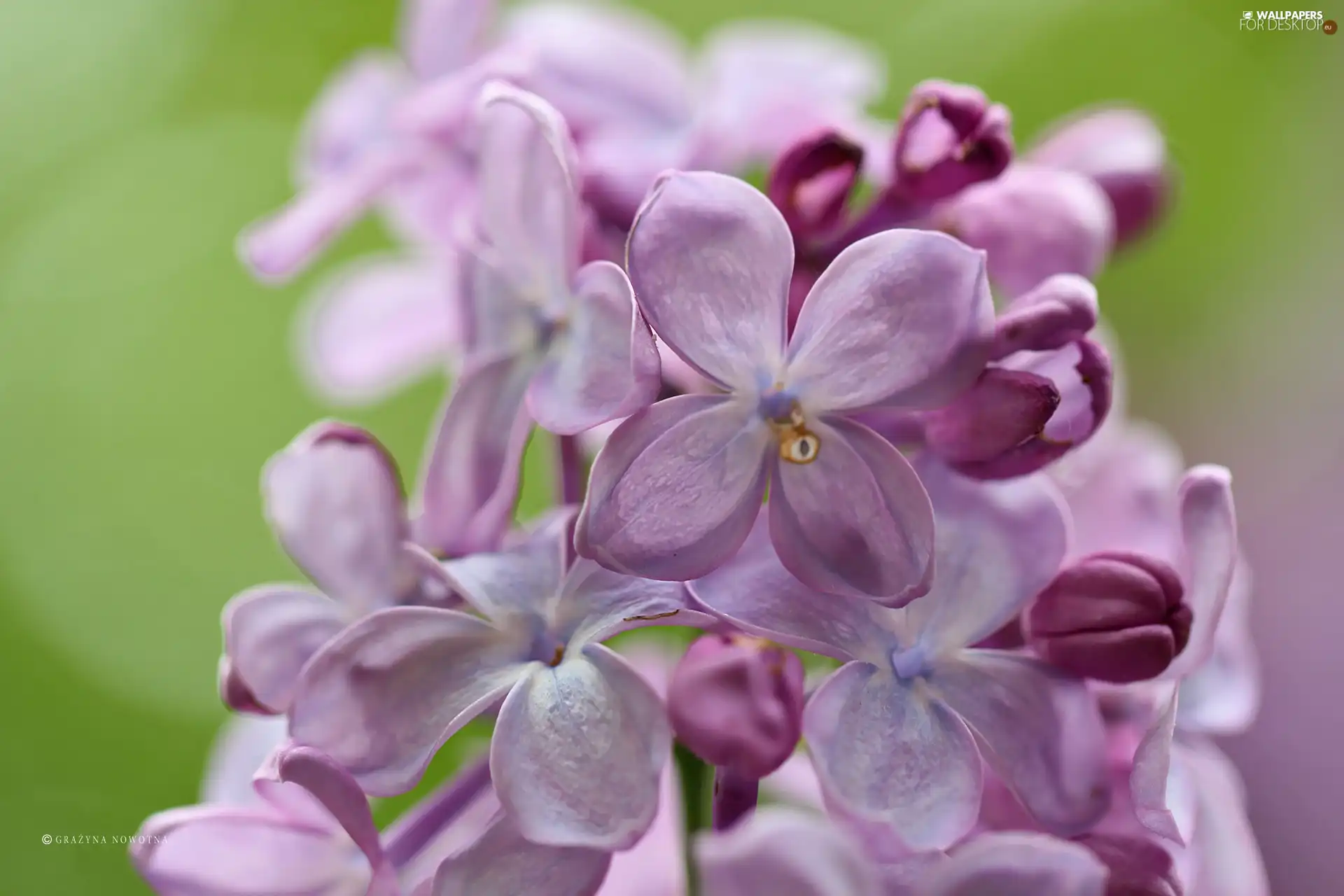 Bush, without, Violet
