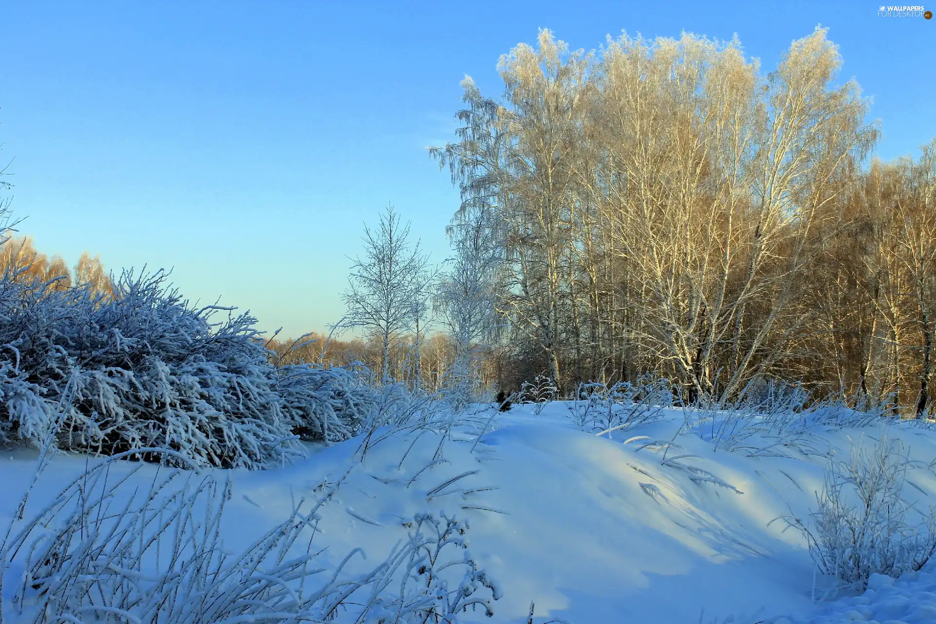 winter, viewes, bushes, trees