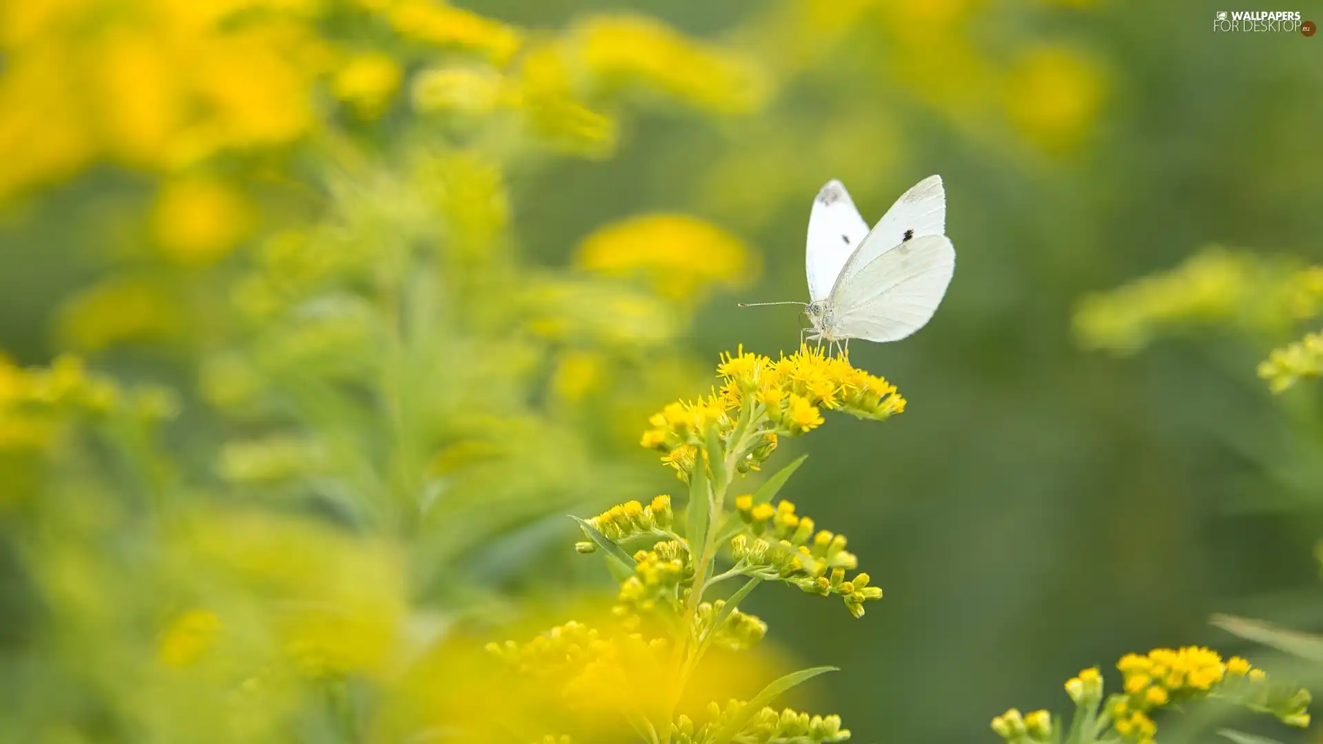 plant, Goldenrod, Cabbage Butterfly, Yellow Honda, butterfly