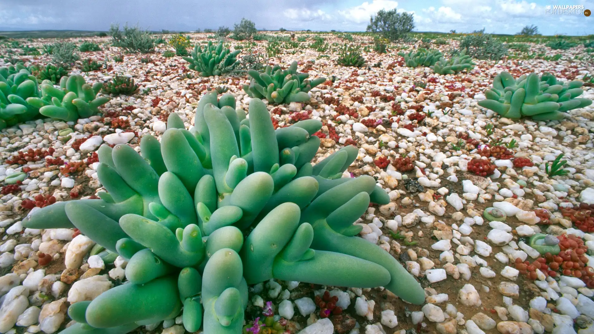 Cactus, Stones, low