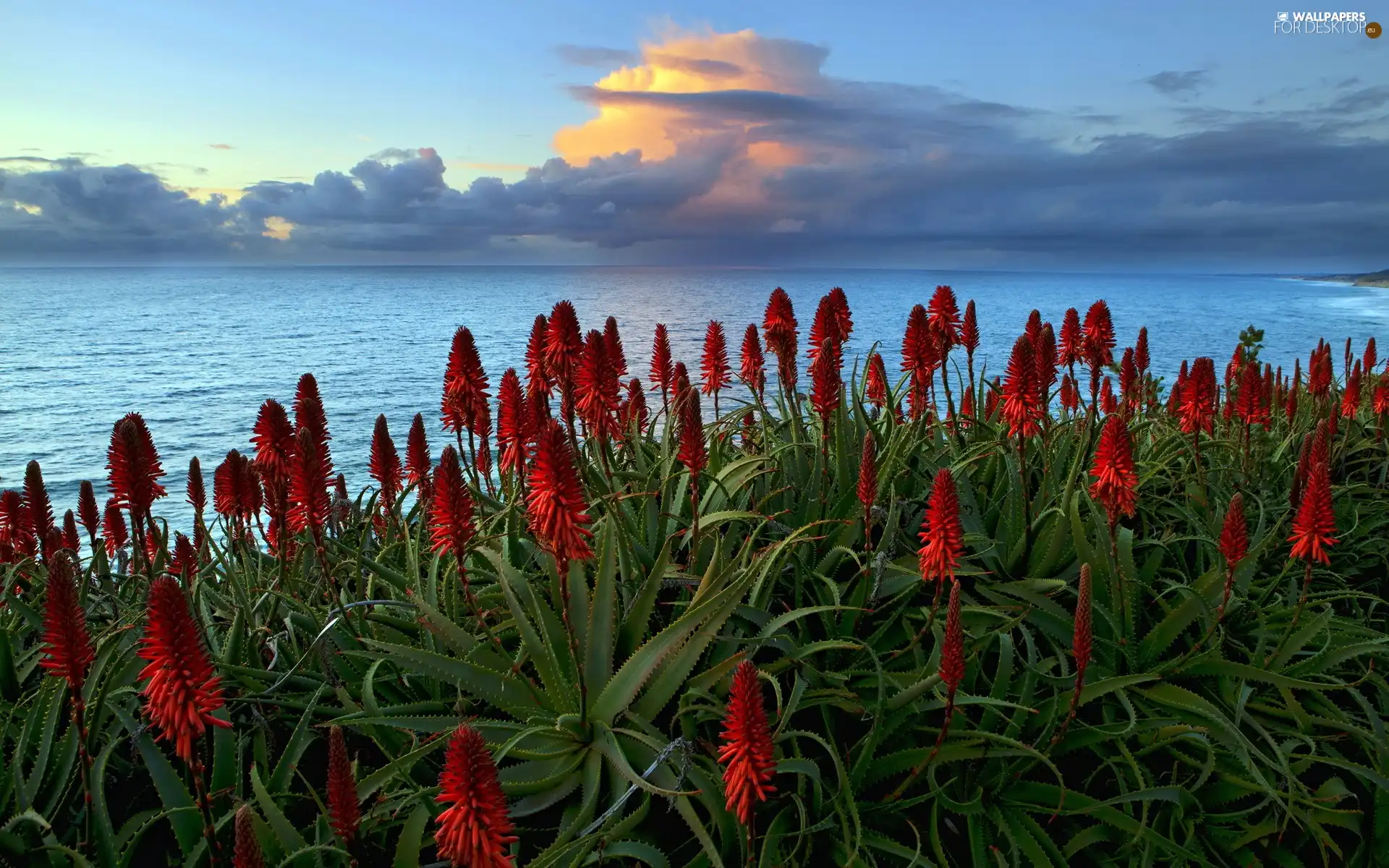 west, sea, Cactus, sun