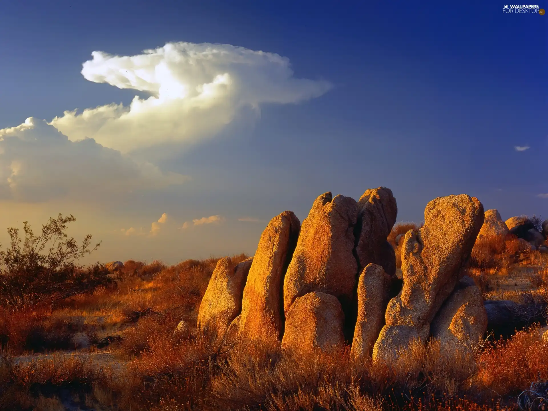 California, Desert, Mojave