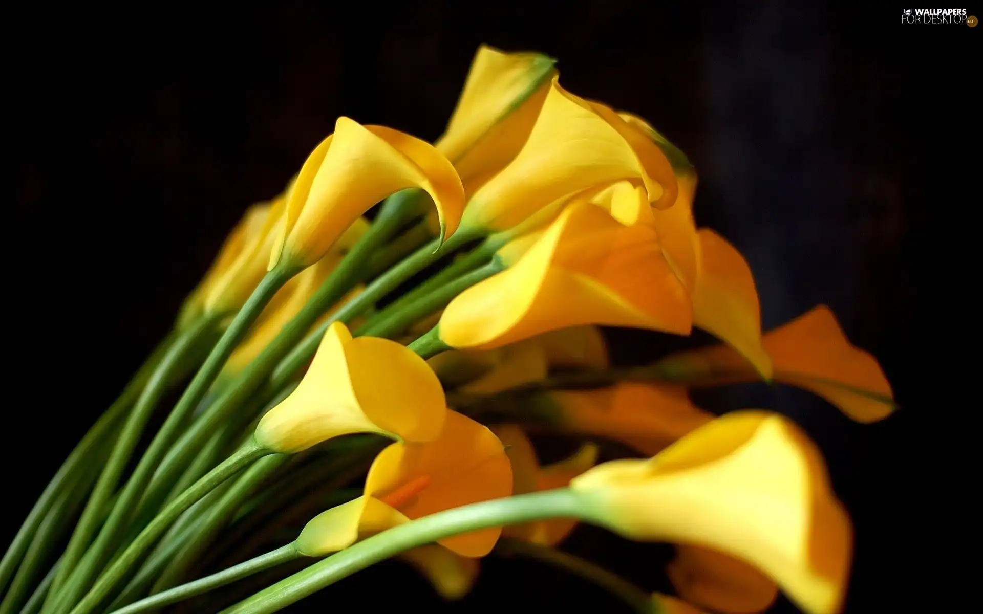 Yellow, Calla