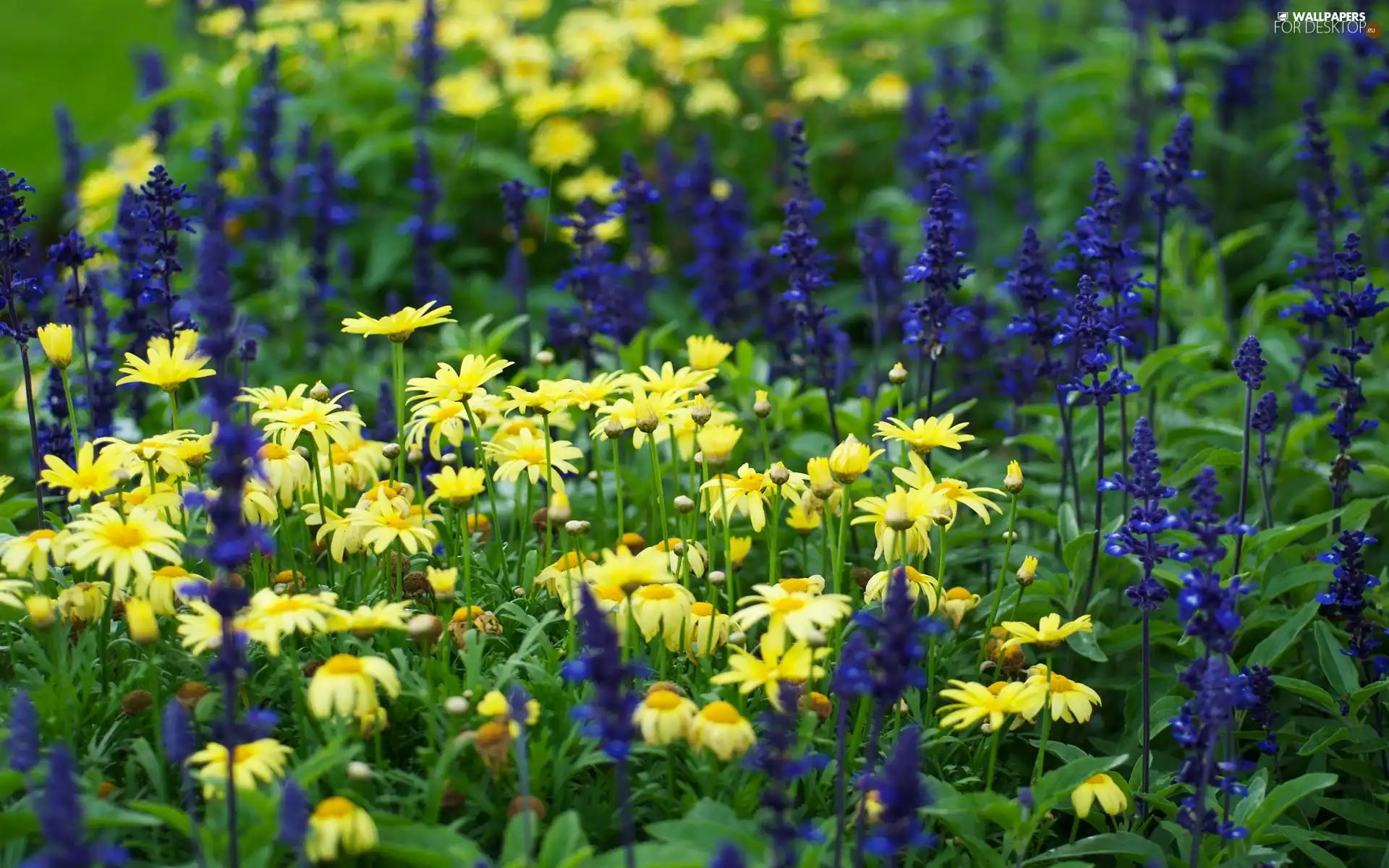 camomiles, Meadow, Flowers