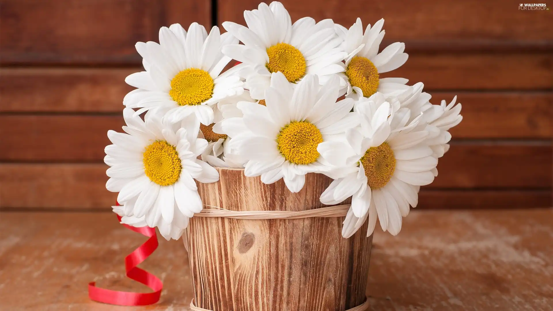 Flowers, Wooden, pot, camomiles