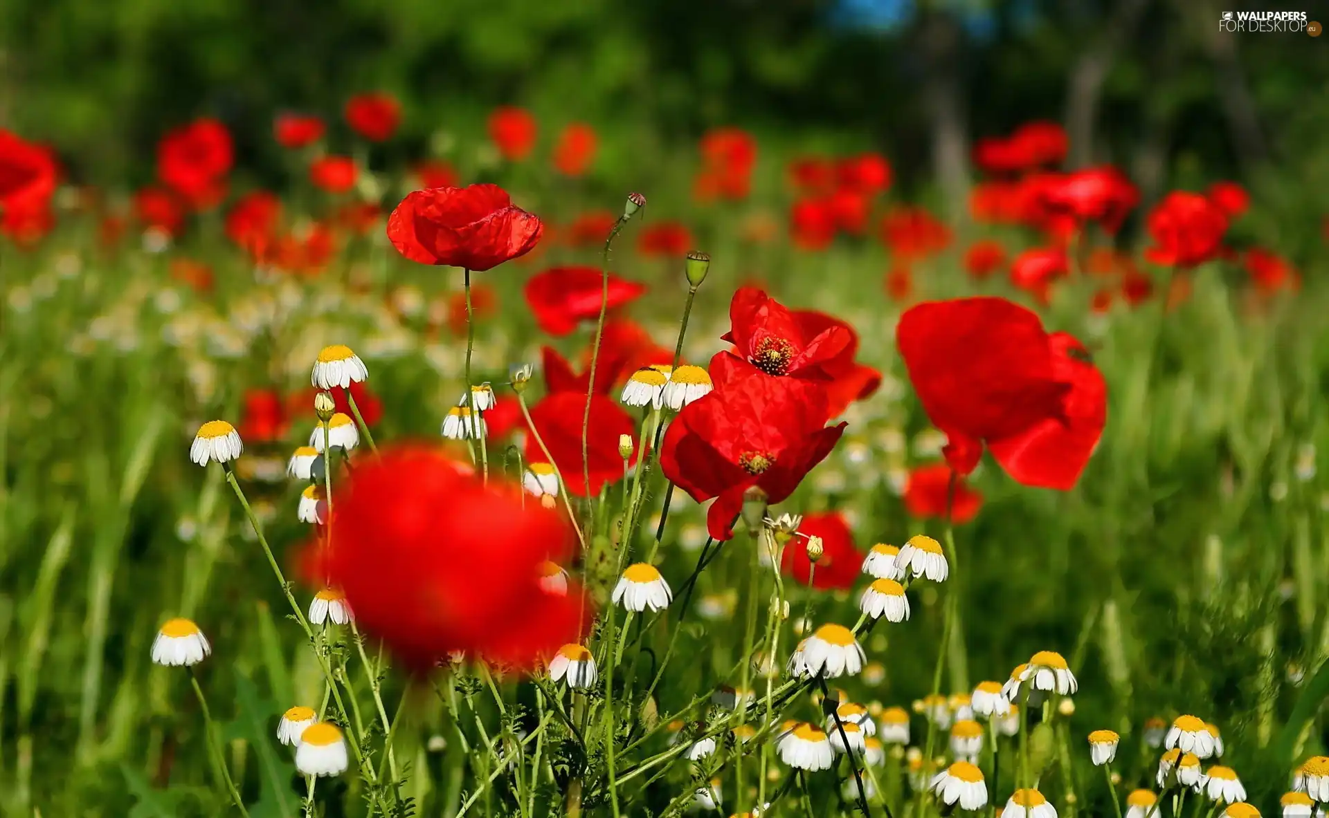 camomiles, Red, papavers