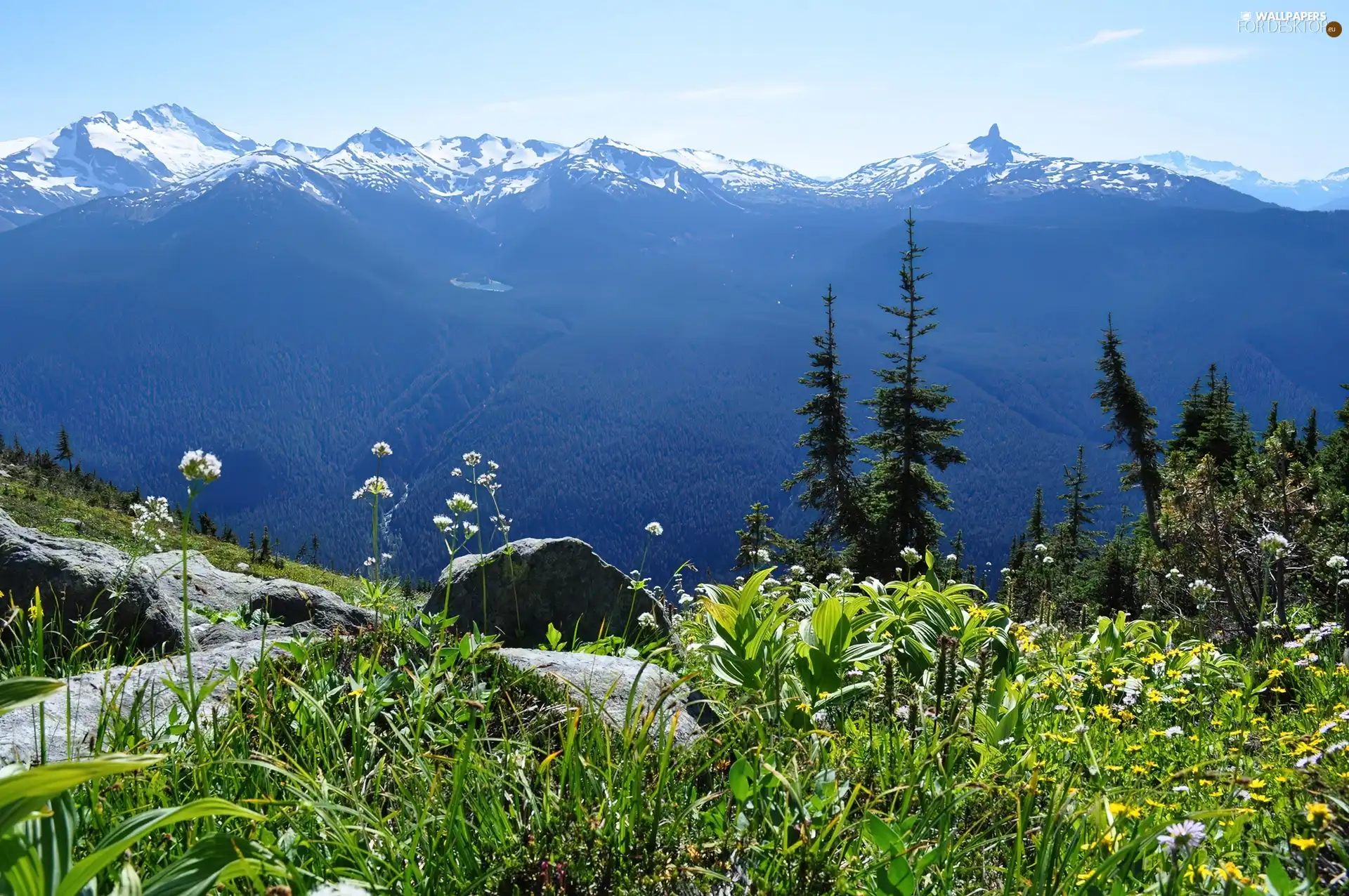 rocks, Mountains, Canada, VEGETATION