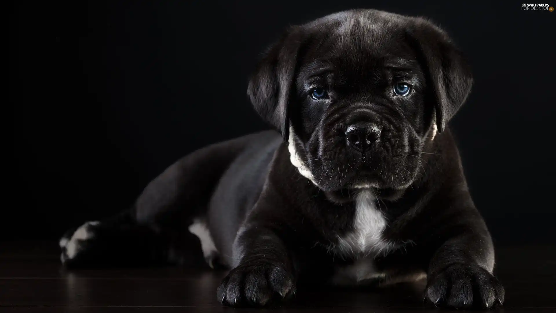 dog, Puppy, Cane Corso, lying