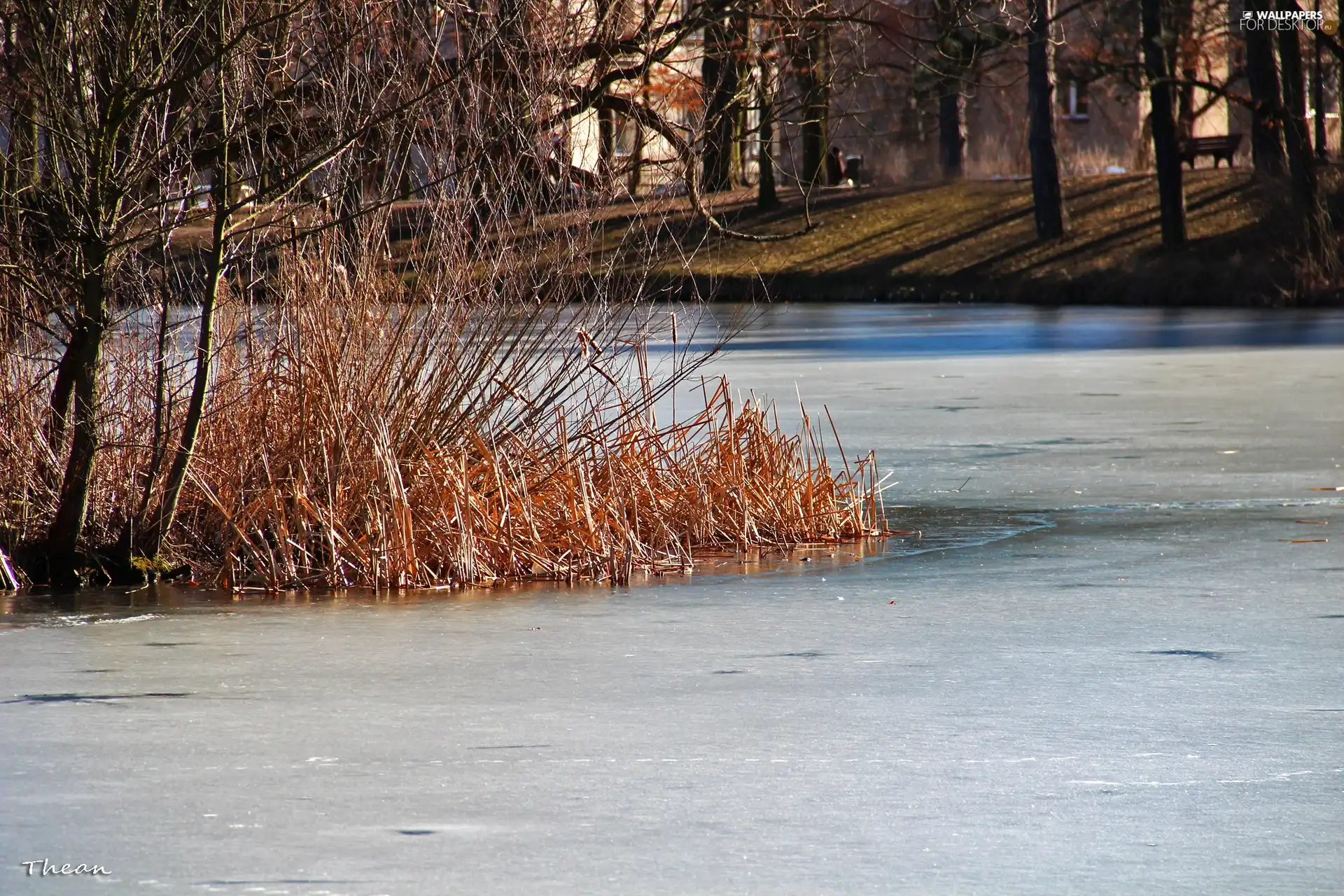 Cane, frozen, lake