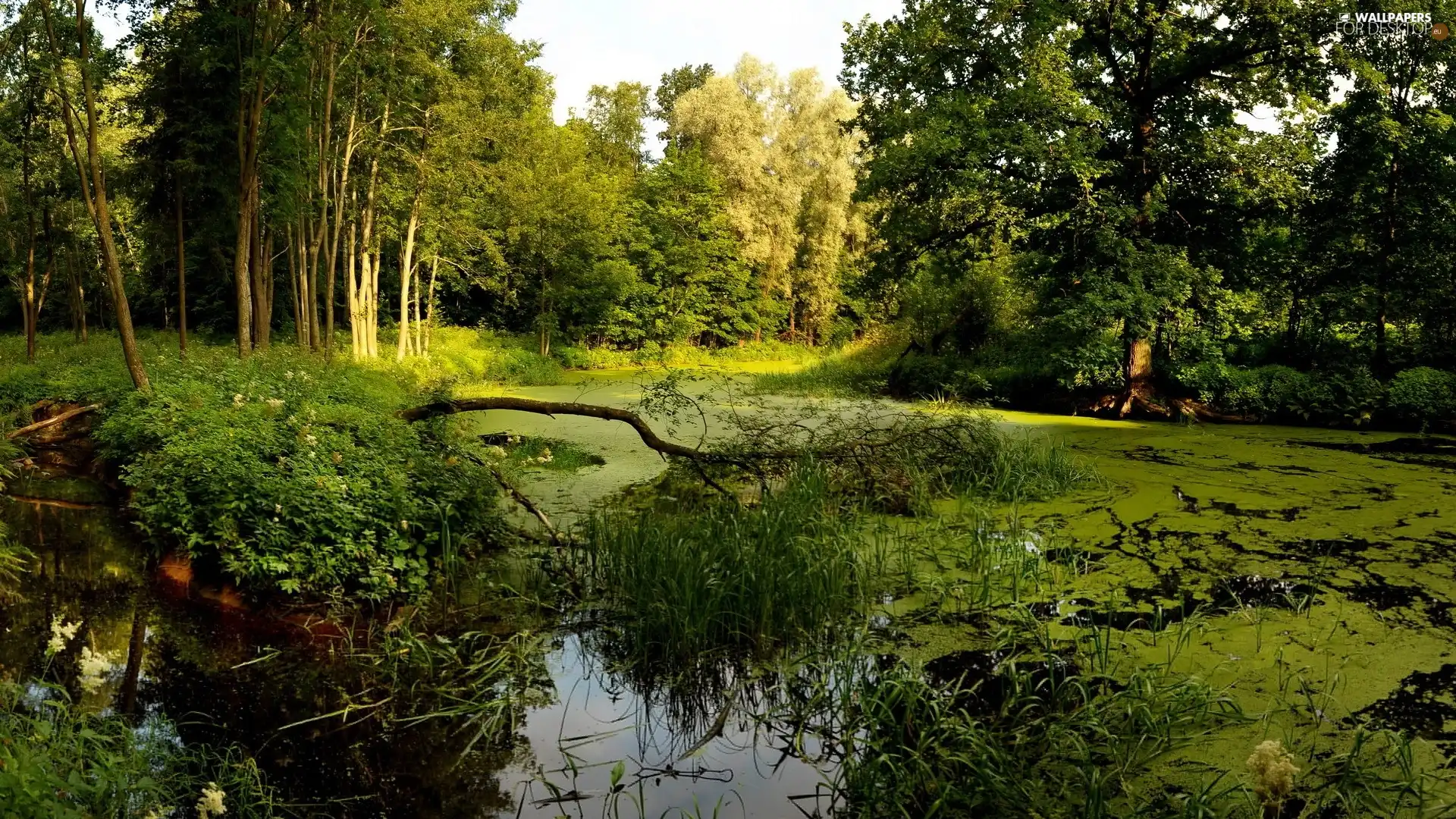 River, viewes, cane, trees