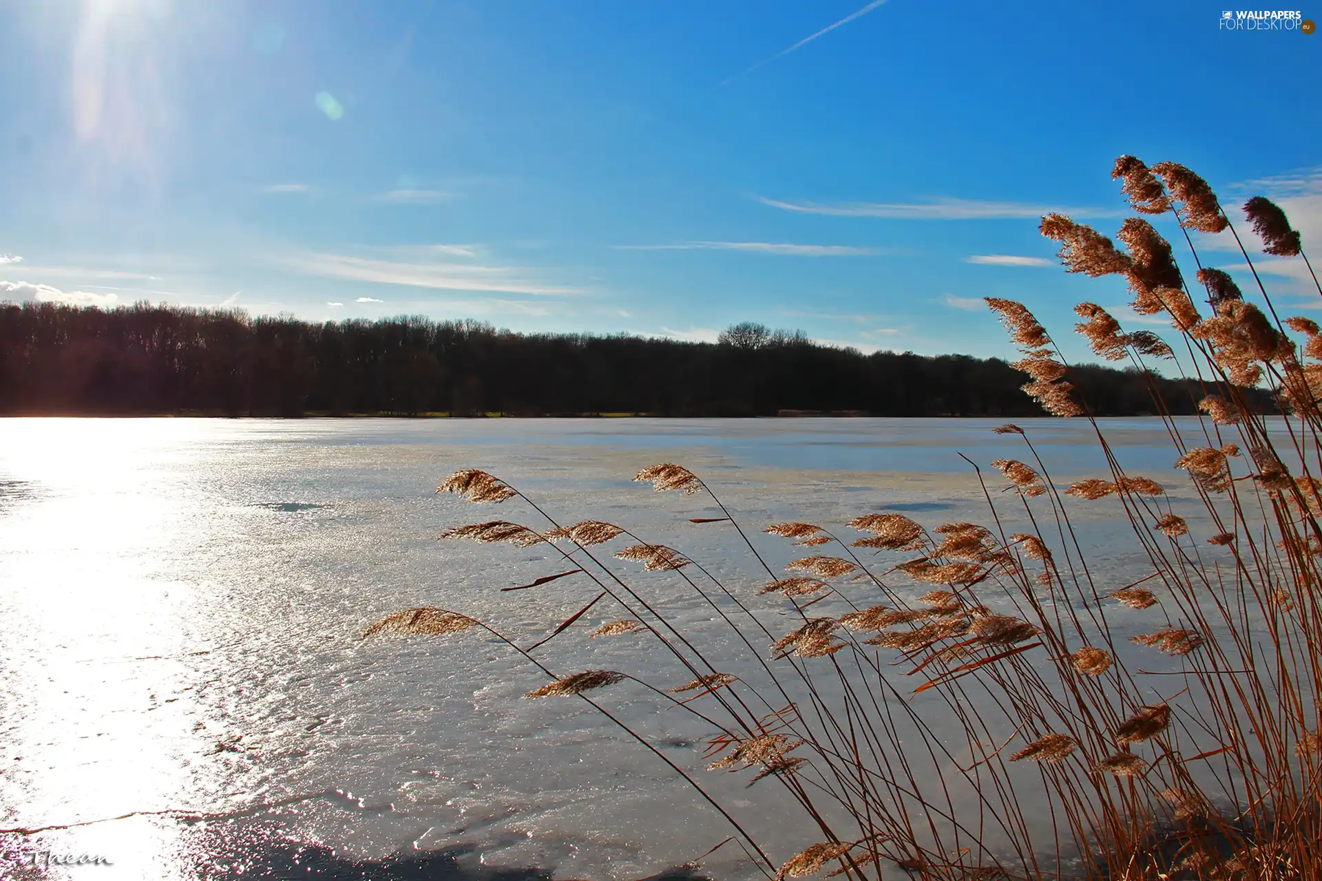 Cane, Sky, lake, dry, frozen