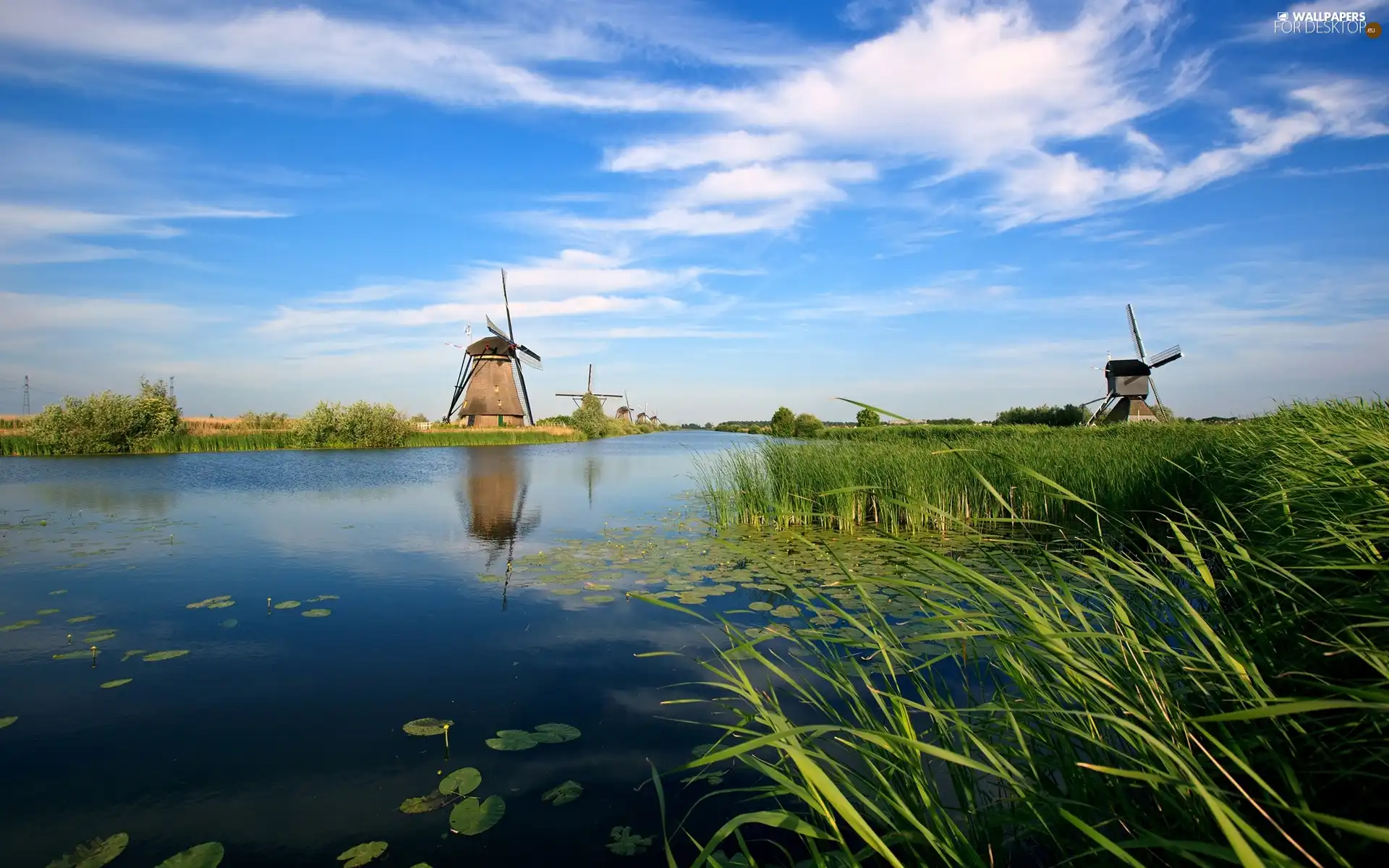 cane, Windmills, water