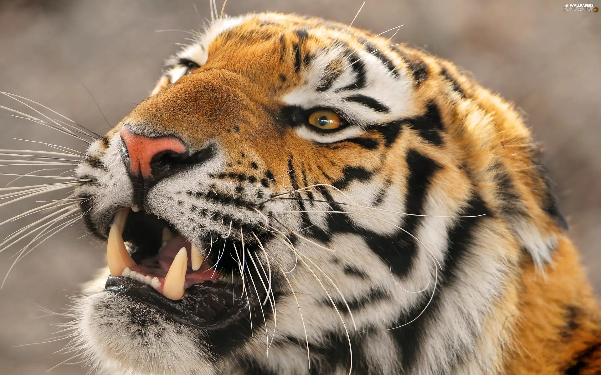 canines, tiger, mouth