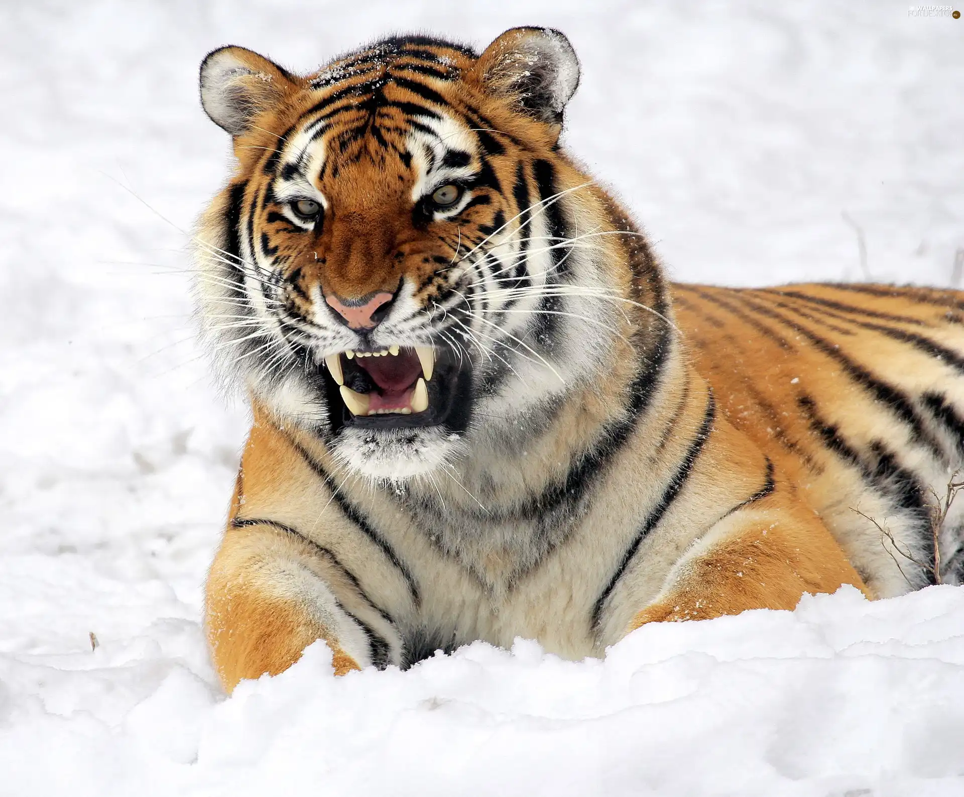 winter, tiger, canines, dangerous