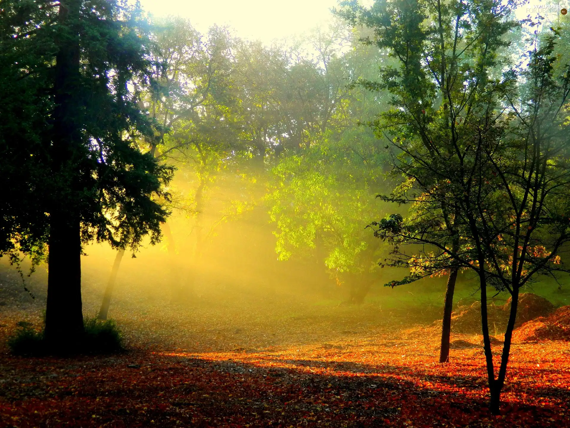 forest, car in the meadow