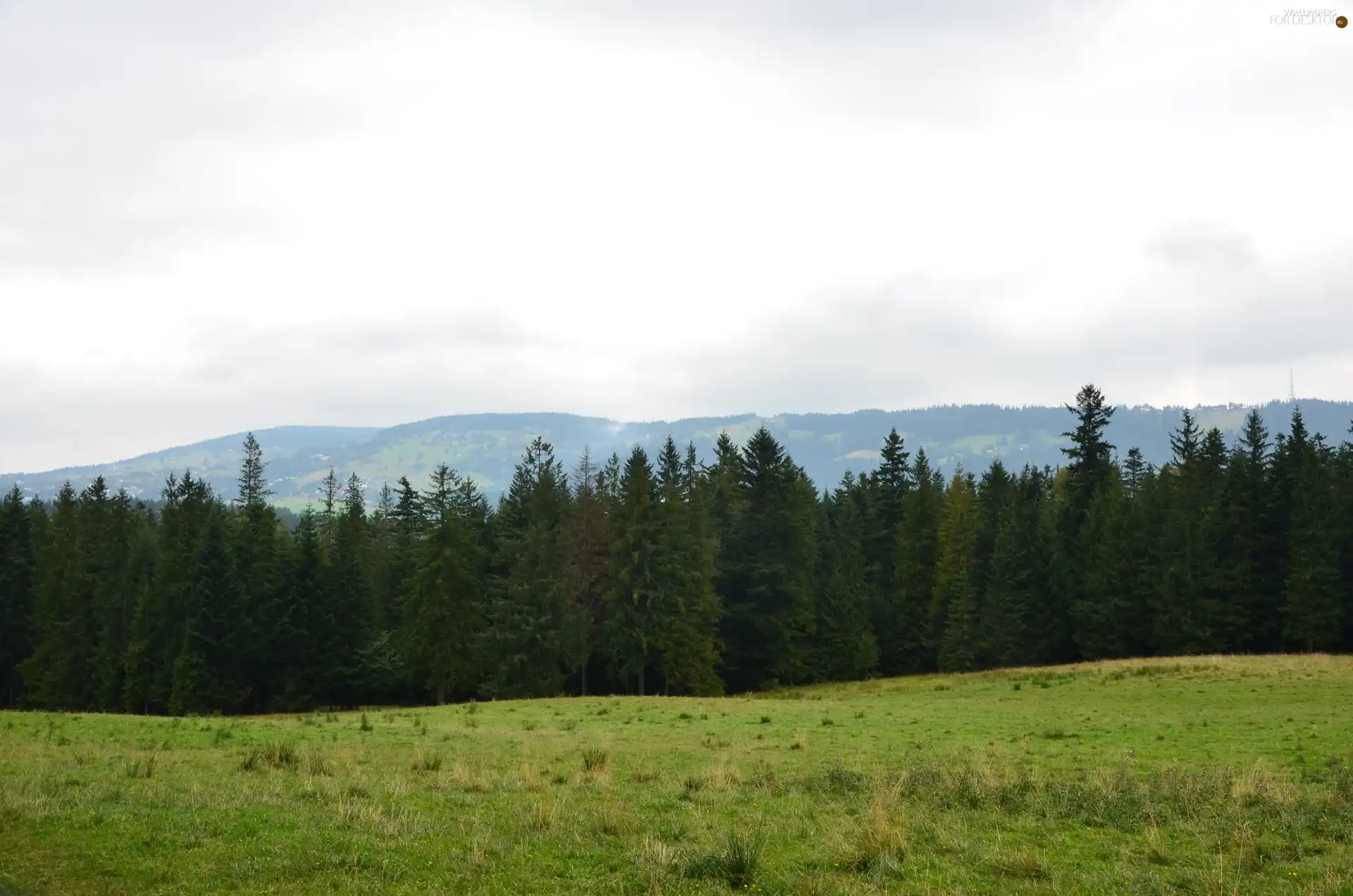 gubalowka, car in the meadow