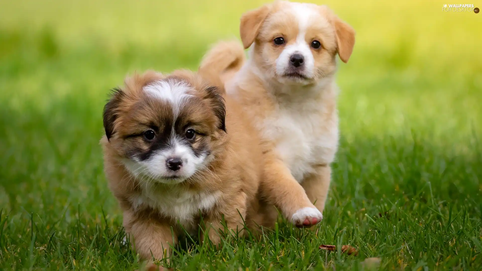 Two cars, puppies, grass, puppies