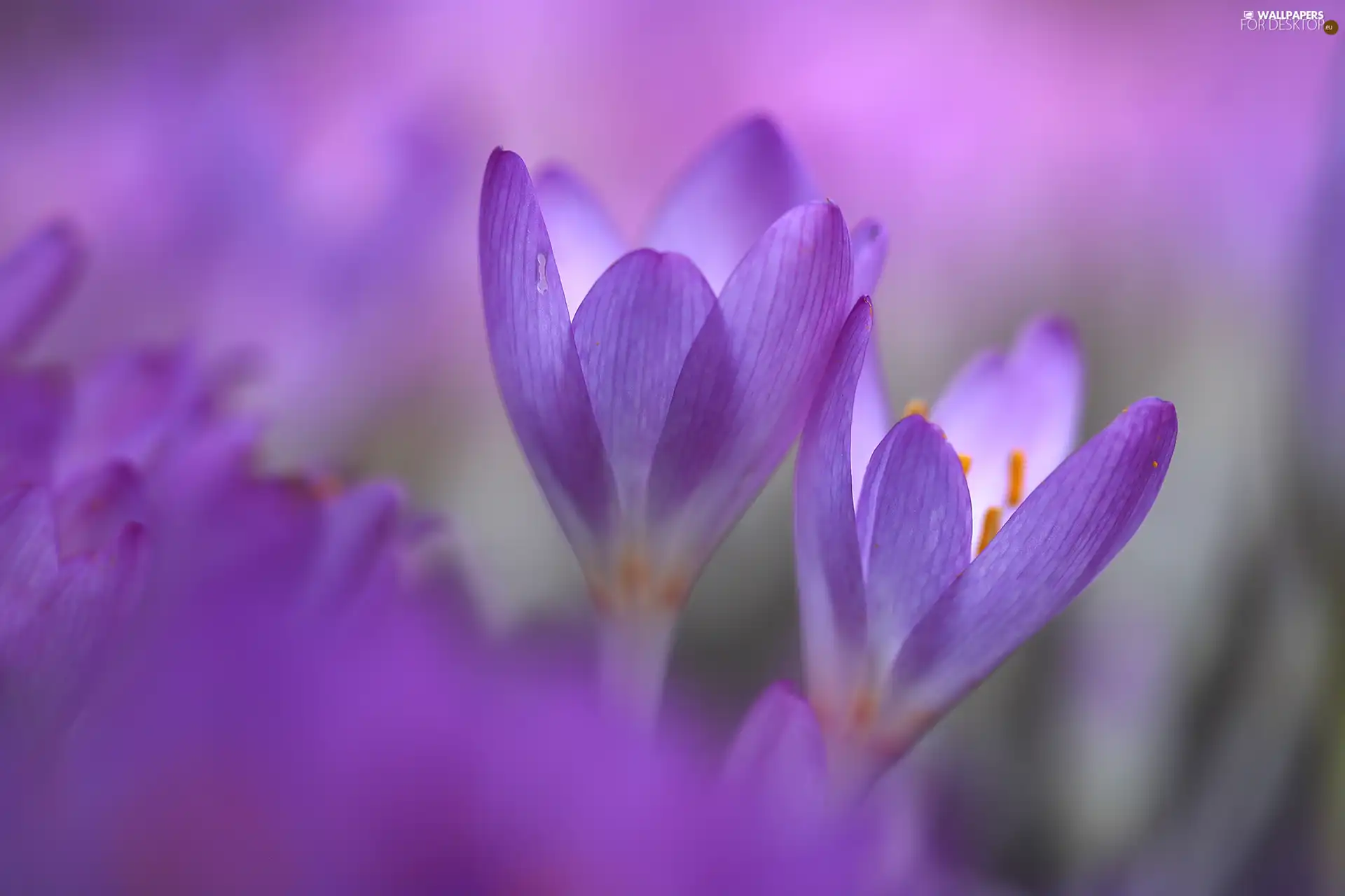 Two cars, purple, Flowers, colchicums